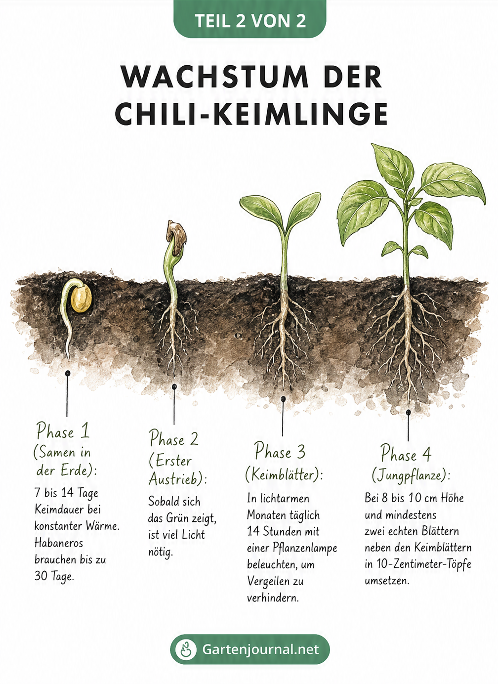 Vier Entwicklungsstadien eines Chili-Keimlings vom Samen bis zur Jungpflanze