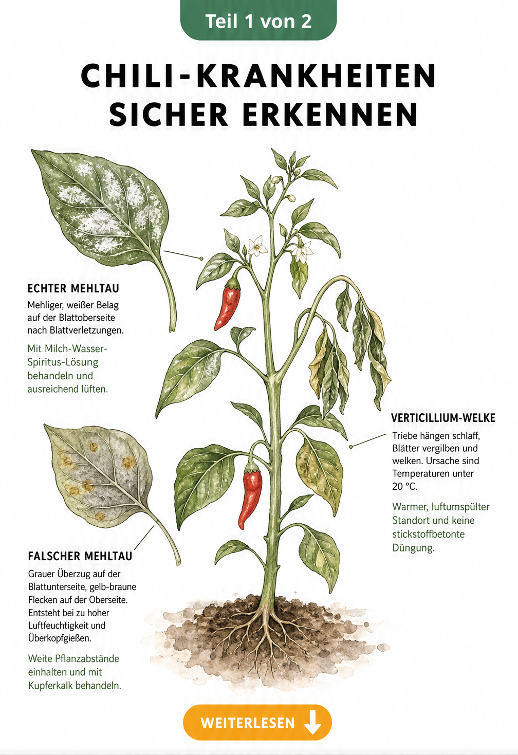 Botanische Illustration einer Chilipflanze mit Schadbildern von Echtem und Falschem Mehltau sowie Verticillium-Welke
