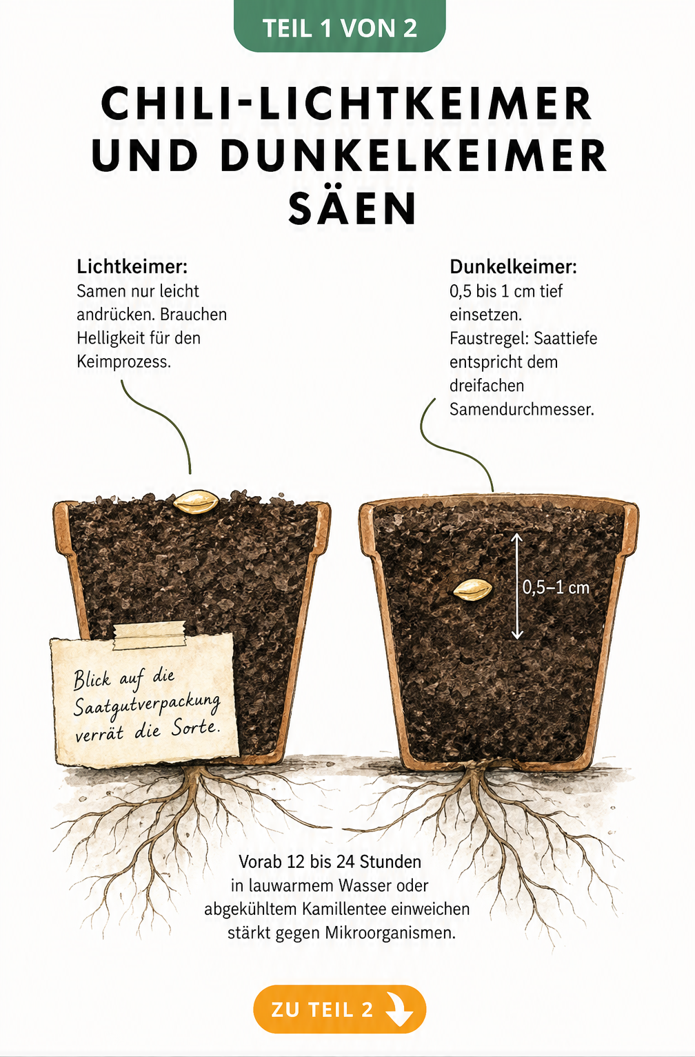 Illustration von zwei Anzuchttöpfen im Querschnitt, die den Unterschied der Saattiefe zwischen Chili-Lichtkeimern und Dunkelkeimern zeigt.