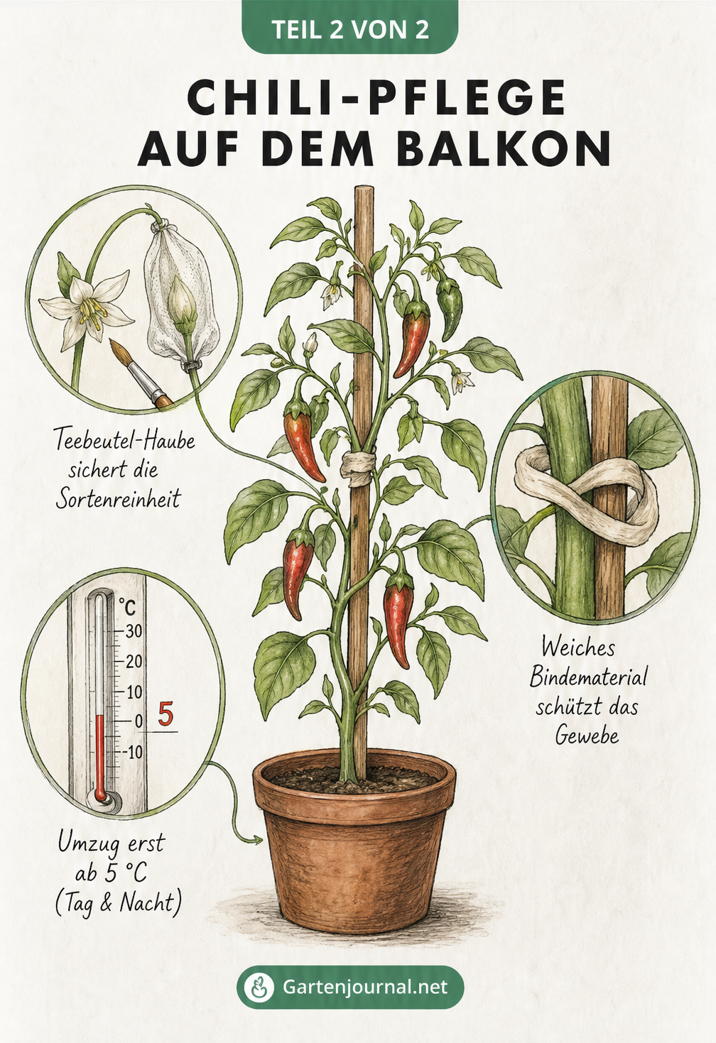 Botanische Illustration einer Chilipflanze mit Details zu Temperatur, Anbinden und Bestäubung