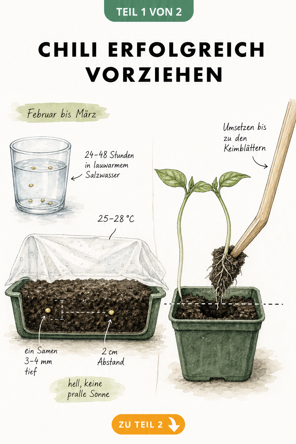 Botanische Skizze zur Chili-Anzucht: Samen in Wasserglas, Erdschnitt mit Saattiefe und Pikieren der Keimlinge