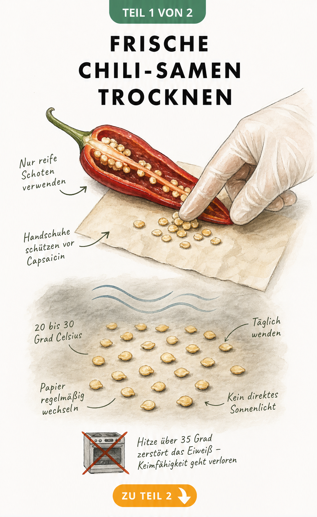 Illustration von frischen Chili-Samen, die auf Papier zum Trocknen ausgebreitet werden.