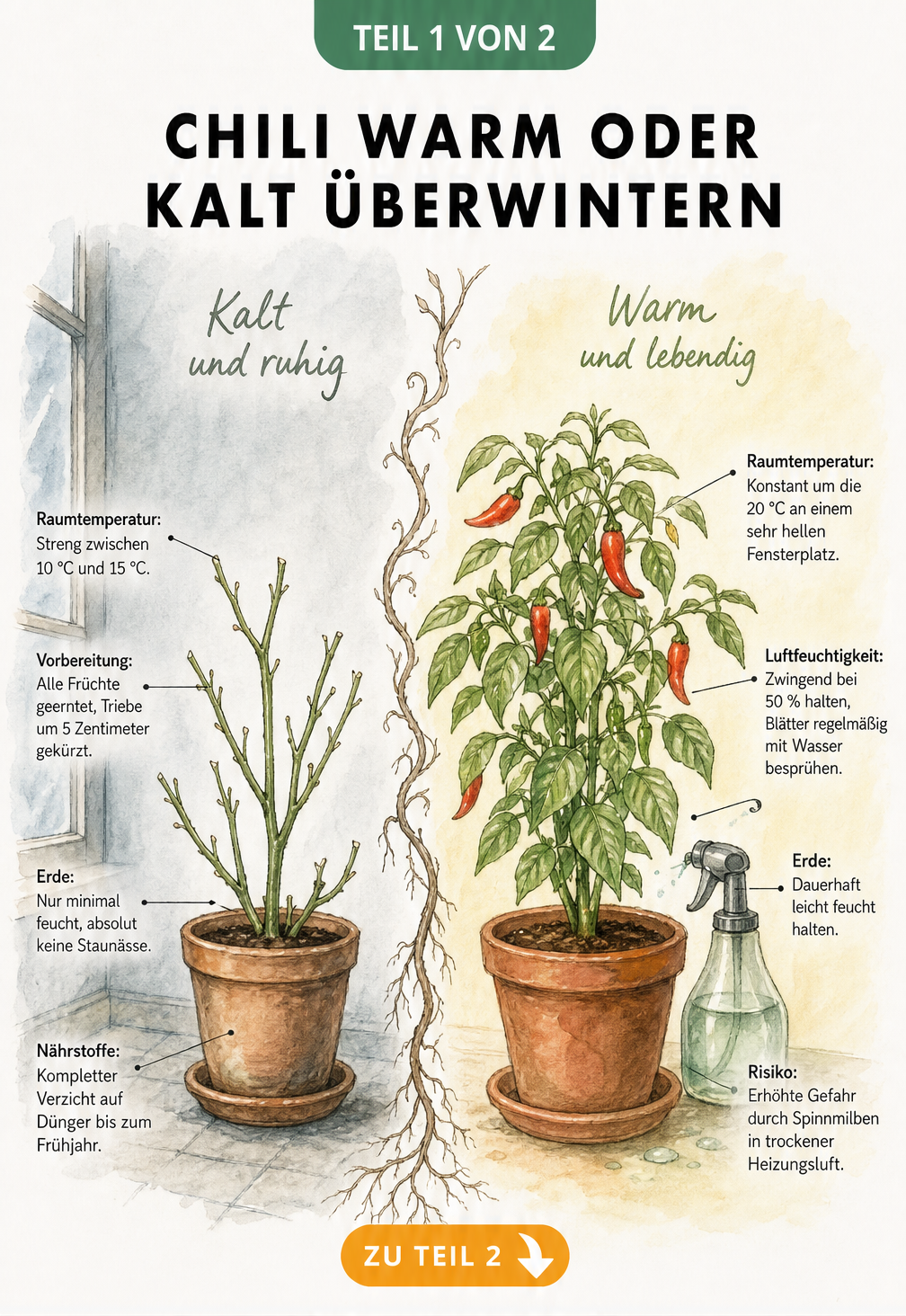 Vergleich der warmen und kalten Überwinterung von Chili-Pflanzen mit Temperatur- und Pflegehinweisen