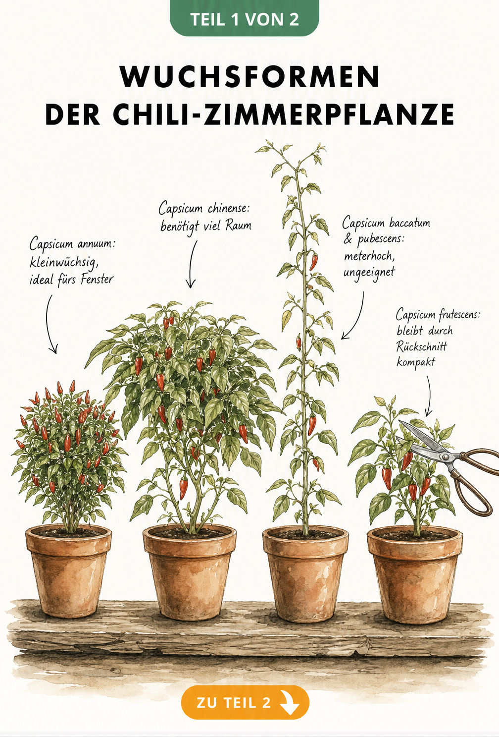 Botanische Zeichnung von vier Chili-Zimmerpflanzen in Terrakotta-Töpfen mit unterschiedlichen Wuchsformen