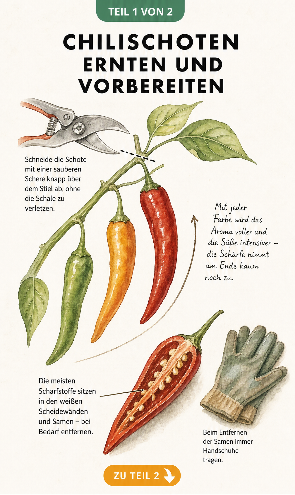 Botanische Illustration eines Chilipflanzen-Zweigs mit Schoten in verschiedenen Reifestadien und Hinweisen zur Ernte