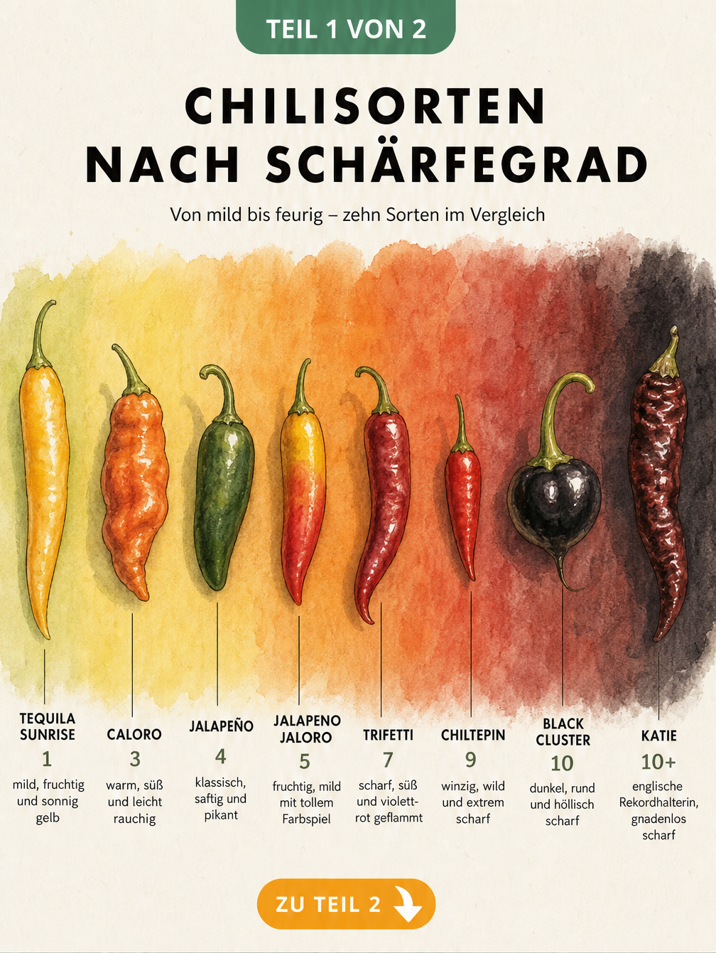 Botanische Illustration von zehn Chilisorten auf einem Farbverlauf von Gelbgrün bis Schwarz, der die Schärfegrade 1 bis 10+ darstellt.