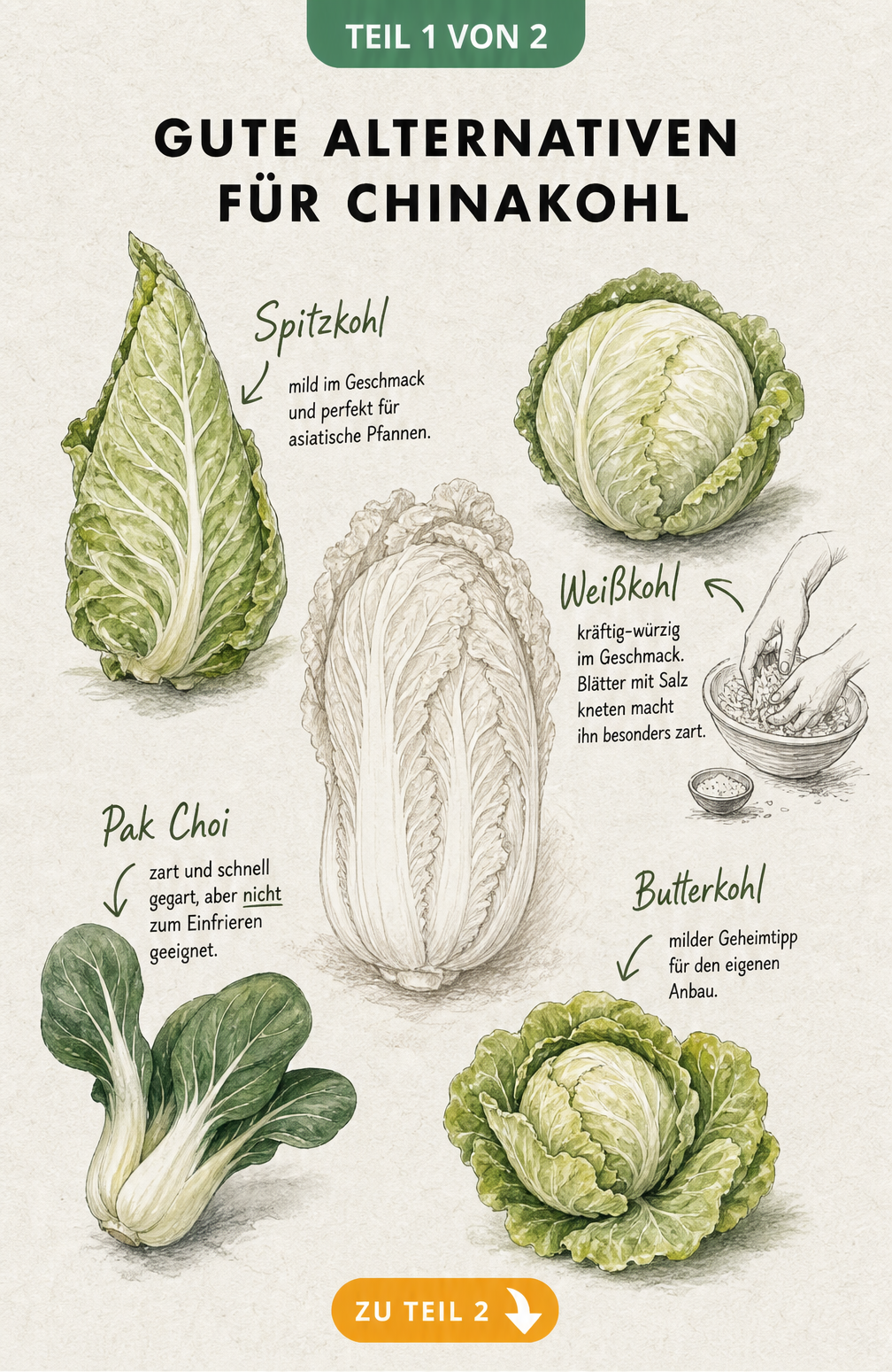 Handgezeichnete Übersichtstafel mit vier Gemüsesorten als Alternative zu Chinakohl: Spitzkohl, Weißkohl, Pak Choi und Butterkohl.