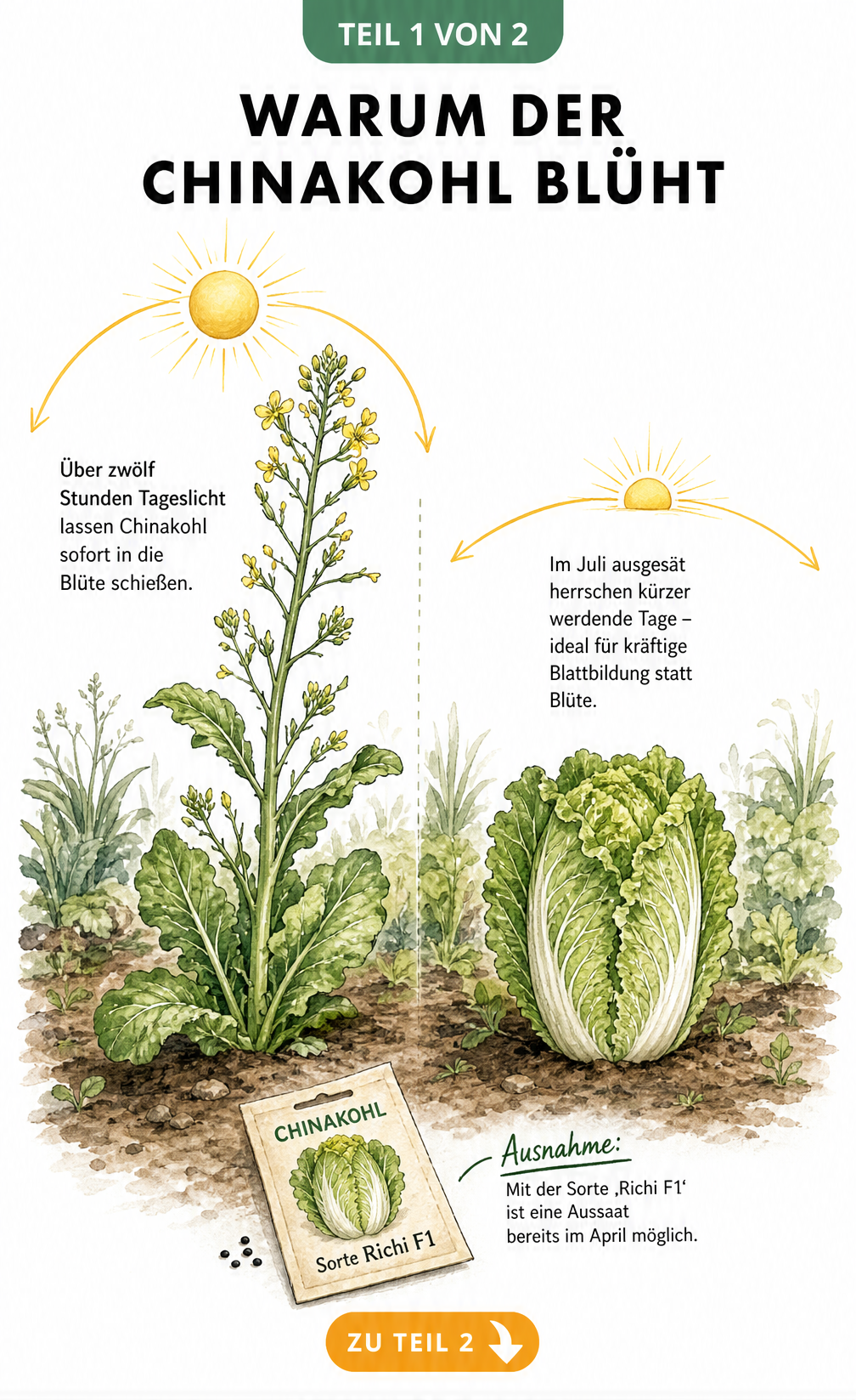 Illustration von Chinakohl: Links blühend bei langen Tagen, rechts kompakt bei Aussaat im Juli.