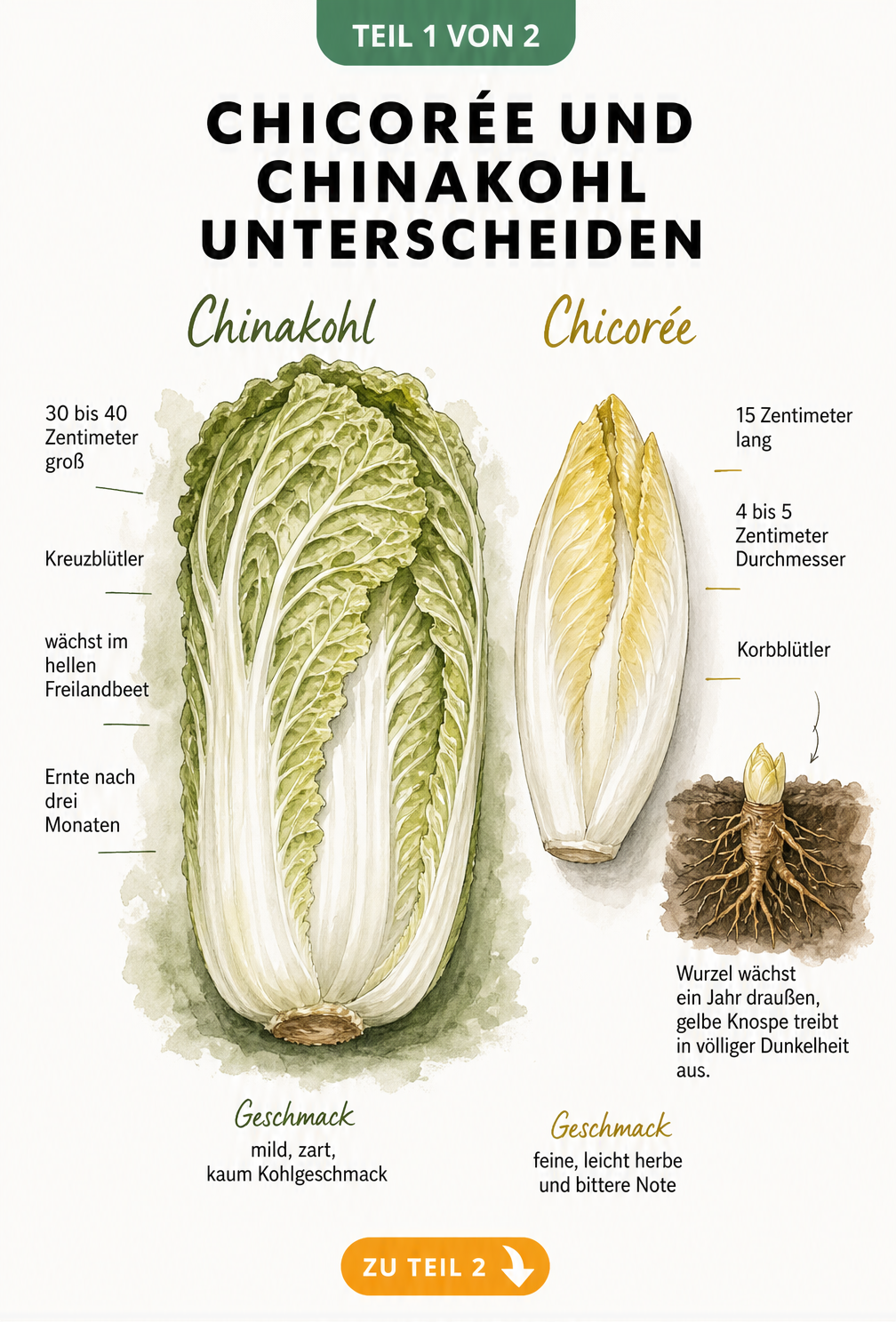 Botanische Gegenüberstellung von Chinakohl und Chicorée mit Größenvergleich und Anbau-Fakten
