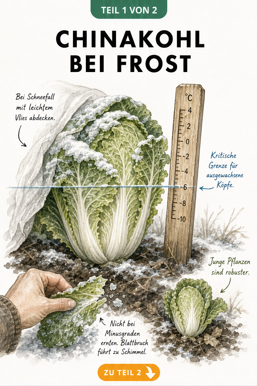 Illustration eines Chinakohls im Winterbeet mit Temperaturskala, die -6 Grad als kritische Grenze für ausgewachsene Köpfe anzeigt.