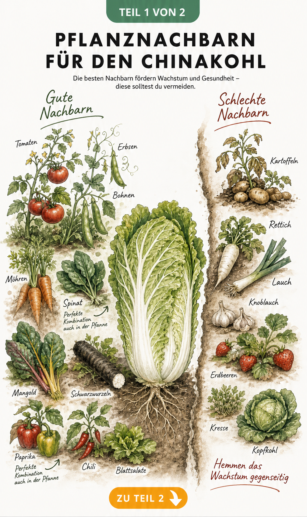 Aquarell-Illustration eines Chinakohls mit guten Pflanznachbarn wie Tomaten, Erbsen und Möhren sowie schlechten Nachbarn wie Kartoffeln und Lauch