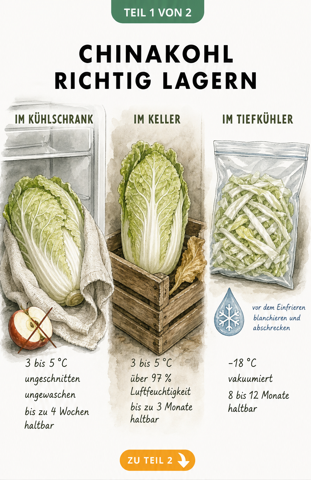 Illustration von Chinakohl in drei Lagerumgebungen: Kühlschrank, Keller und Tiefkühler mit Temperaturangaben und Haltbarkeit.