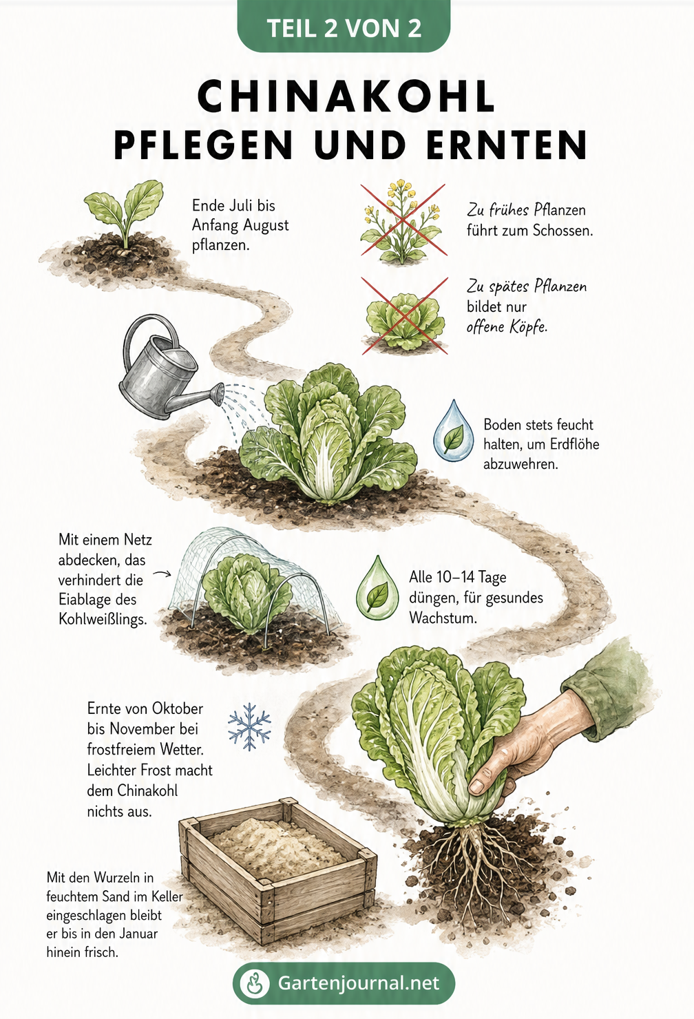 Gezeichneter Gartenpfad, der die Pflege von Chinakohl von der Pflanzung über das Gießen und Düngen bis zur Ernte und Lagerung im Sand zeigt.