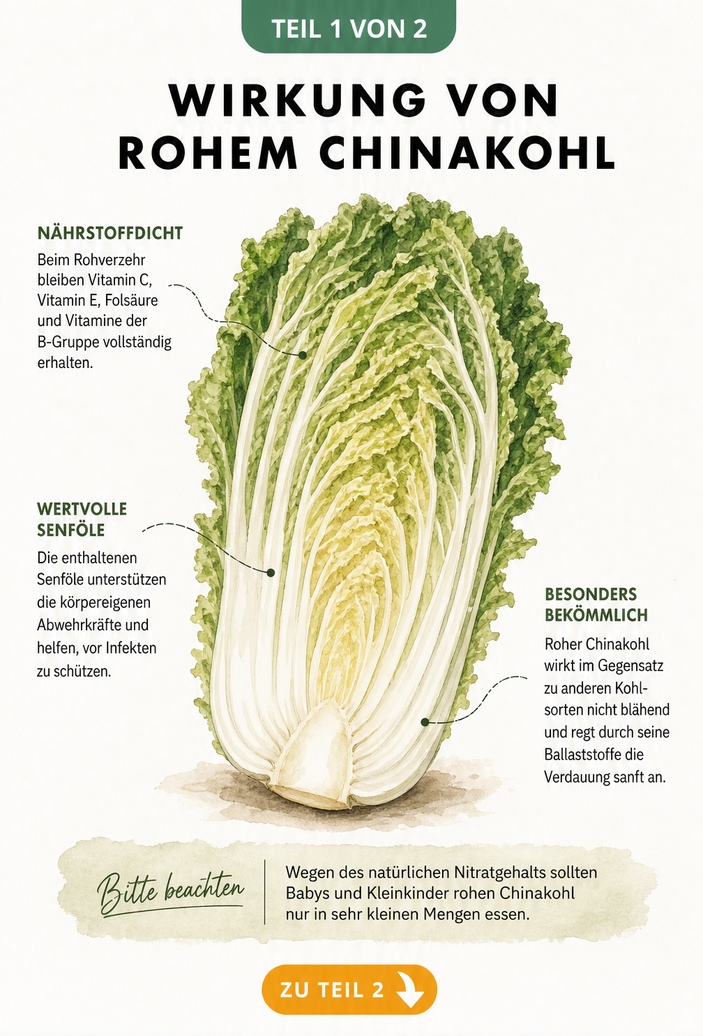 Illustration eines halbierten Chinakohls mit Hinweisen zu Nährstoffen wie Vitamin C und Senfölen sowie zur Bekömmlichkeit beim Rohverzehr.