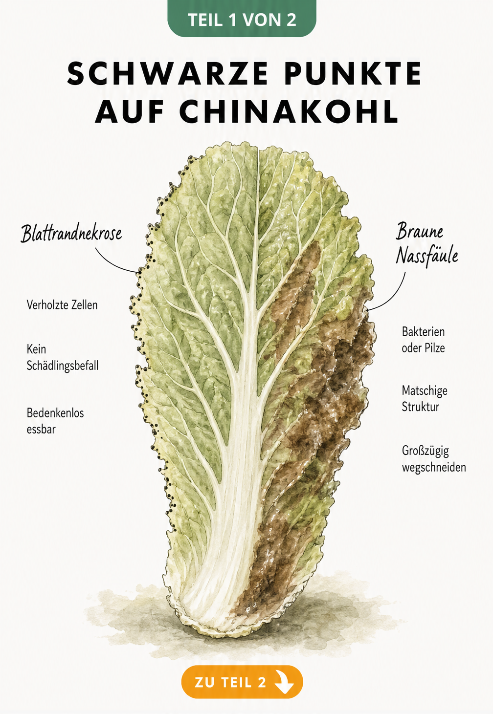Botanische Illustration eines Chinakohlblattes, das den Unterschied zwischen harmlosen schwarzen Punkten (Blattrandnekrose) und brauner Nassfäule zeigt.