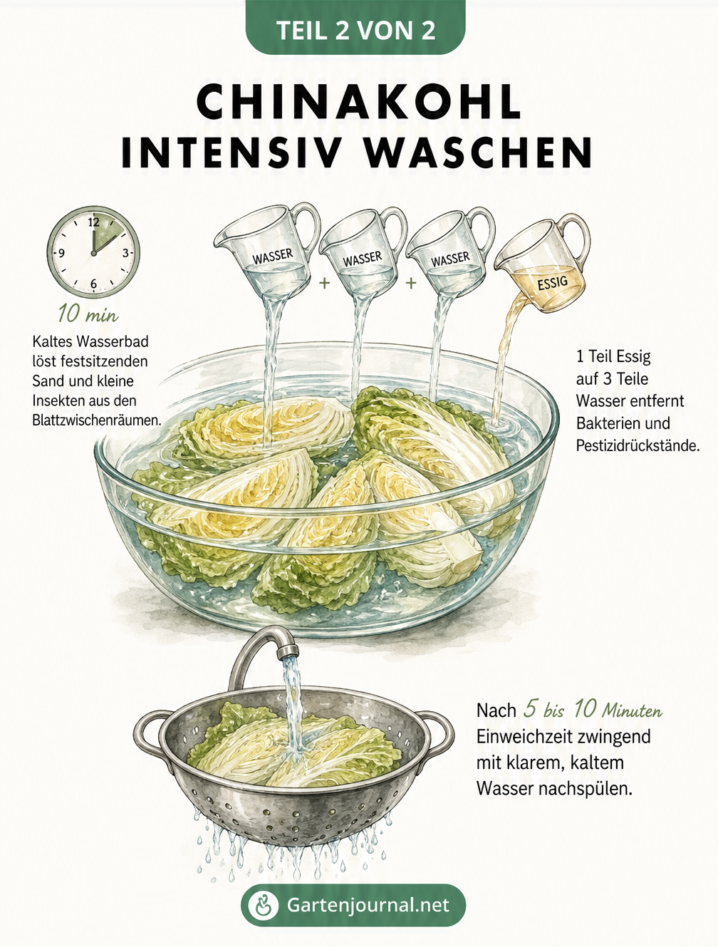 Illustration: Chinakohl intensiv waschen im Wasserbad mit Essig zur Entfernung von Pestiziden und hartnäckigem Schmutz.