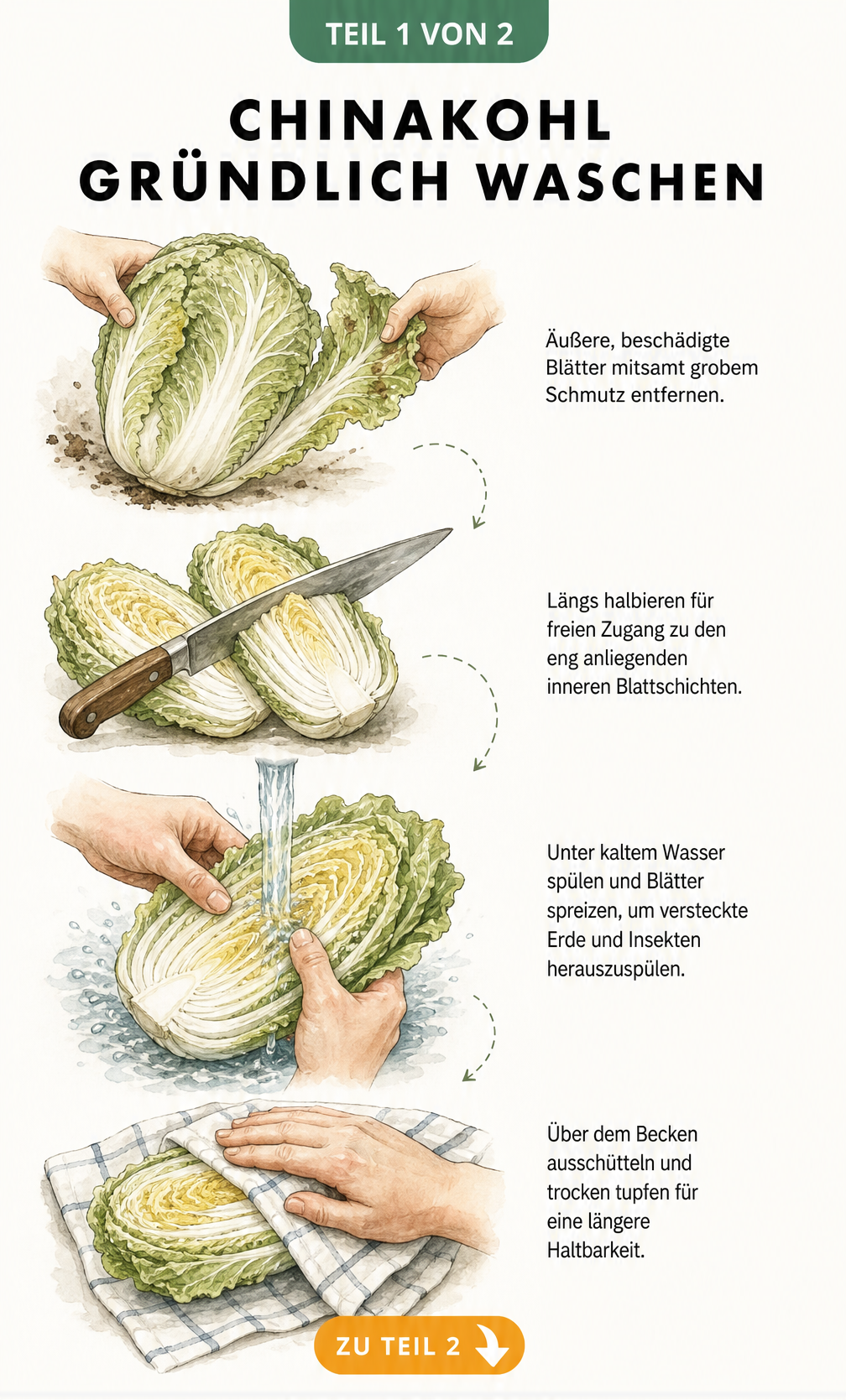 Illustration: Chinakohl waschen, äußere Blätter entfernen, längs halbieren, unter fließendem Wasser spülen und trocken tupfen.