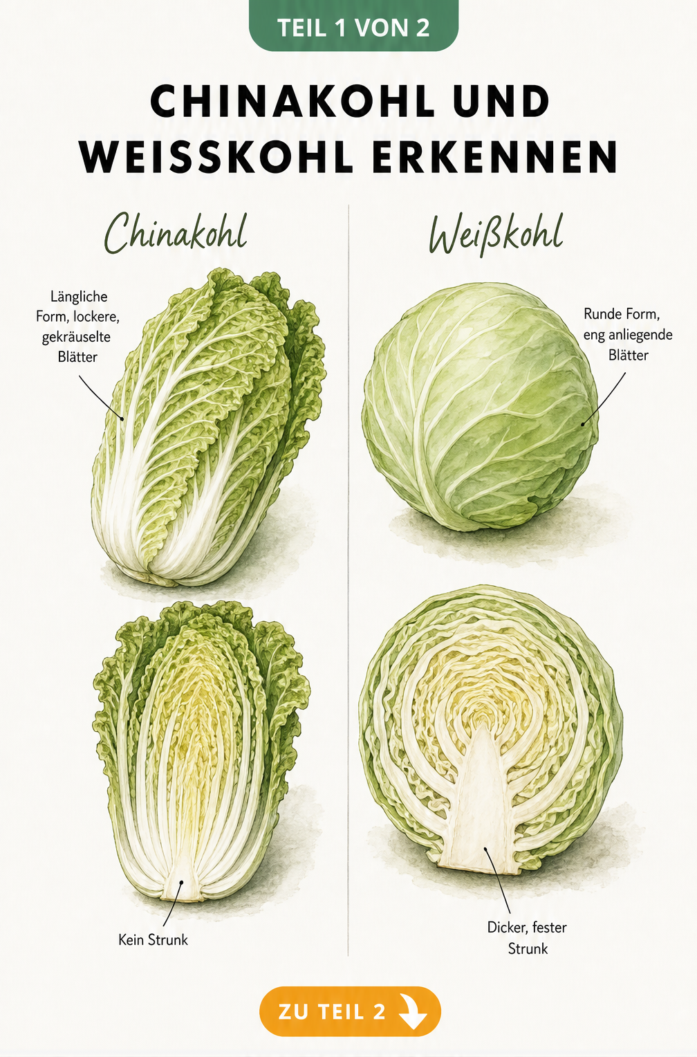 Botanische Illustration von Chinakohl und Weißkohl im direkten Vergleich mit Schnitt durch die Mitte