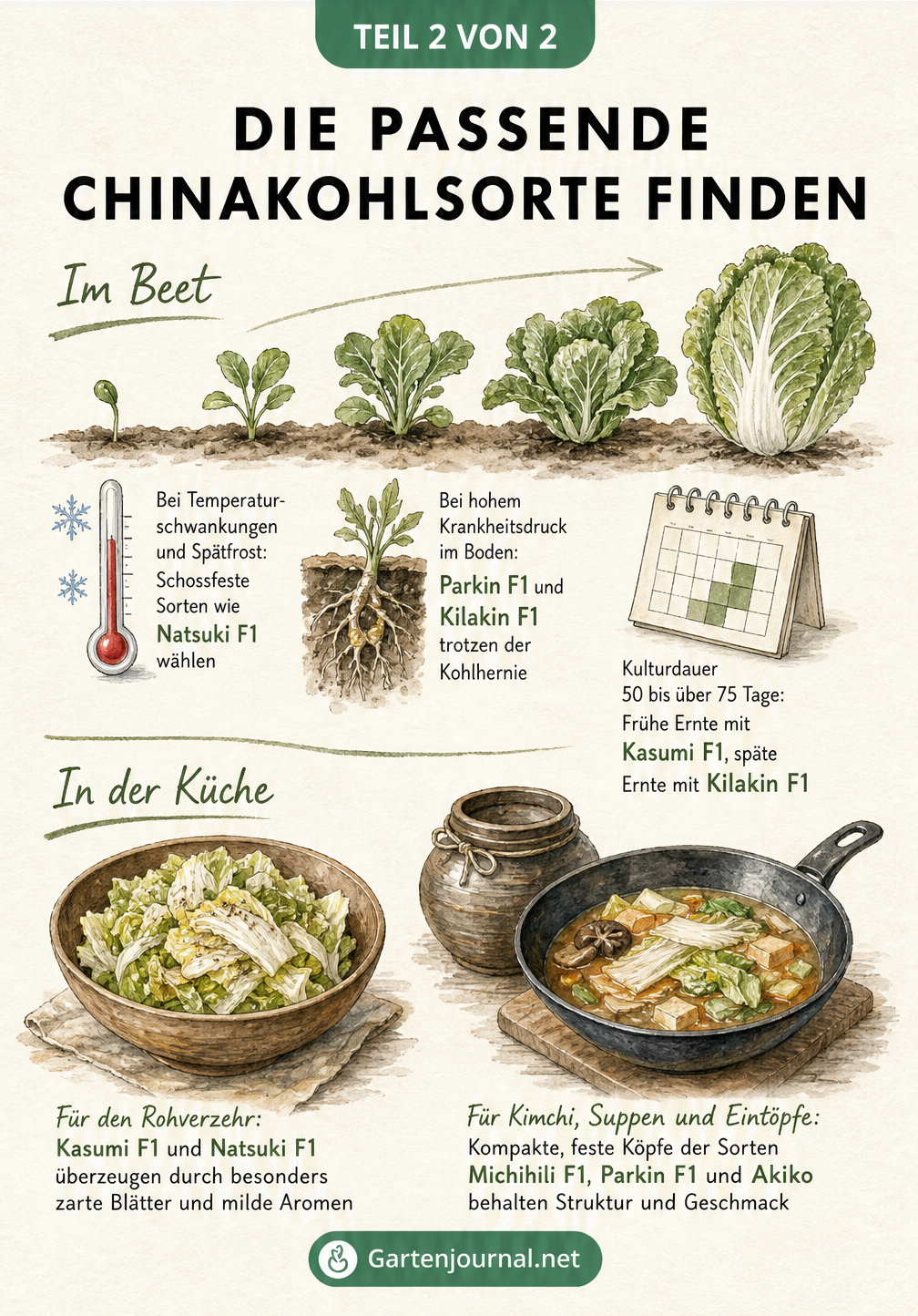 Illustration zur Auswahl der passenden Chinakohlsorte für Beet und Küche, mit Tipps zu Anbau und Verwendung.
