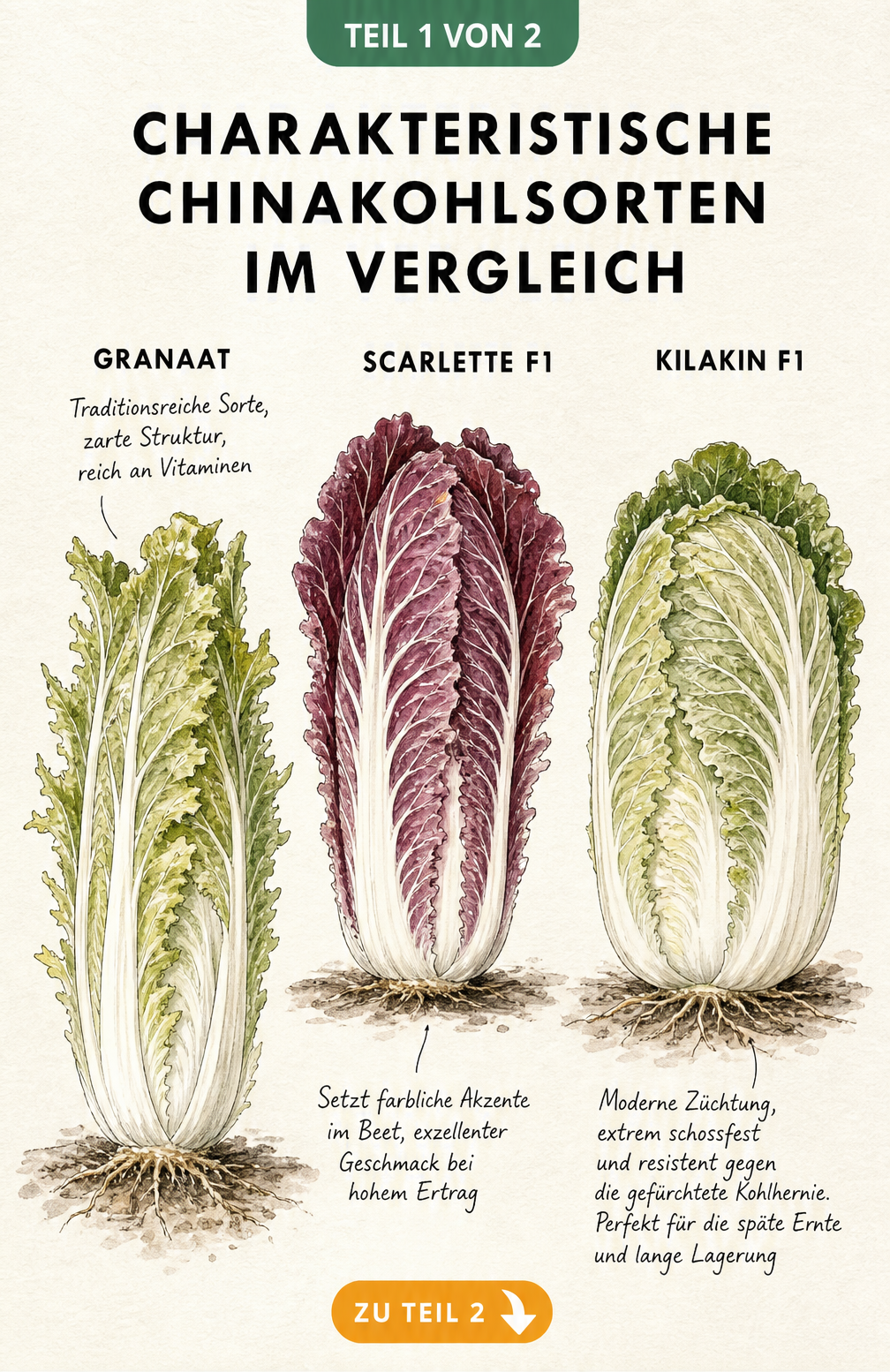 Handgezeichnete botanische Lehrtafel mit drei Chinakohlsorten: Granaat, Scarlette F1 und Kilakin F1 im Vergleich.