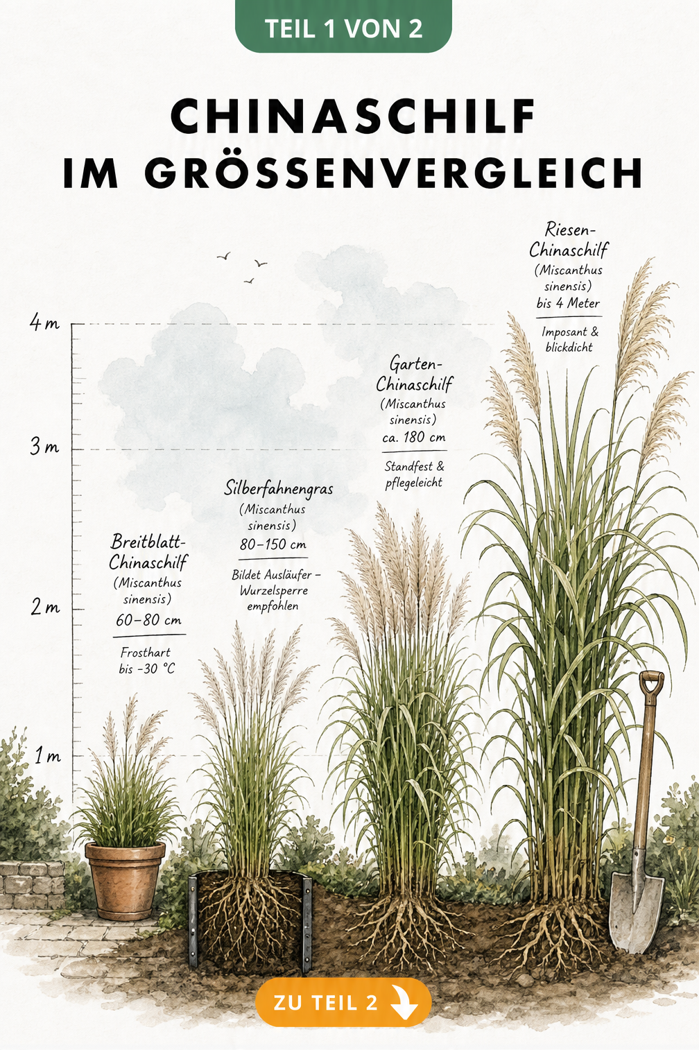 Illustration von vier Chinaschilf-Arten im Größenvergleich von 60 cm bis 4 Meter mit Messskala