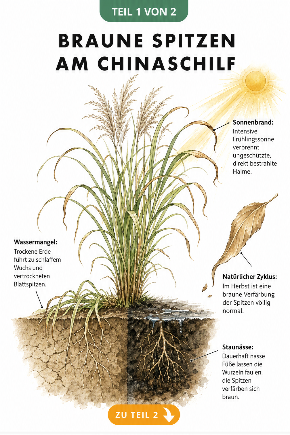 Botanische Illustration eines Chinaschilfs mit Wurzelballen, die Ursachen für braune Spitzen wie Wassermangel, Staunässe, Sonnenbrand und den natürlichen...