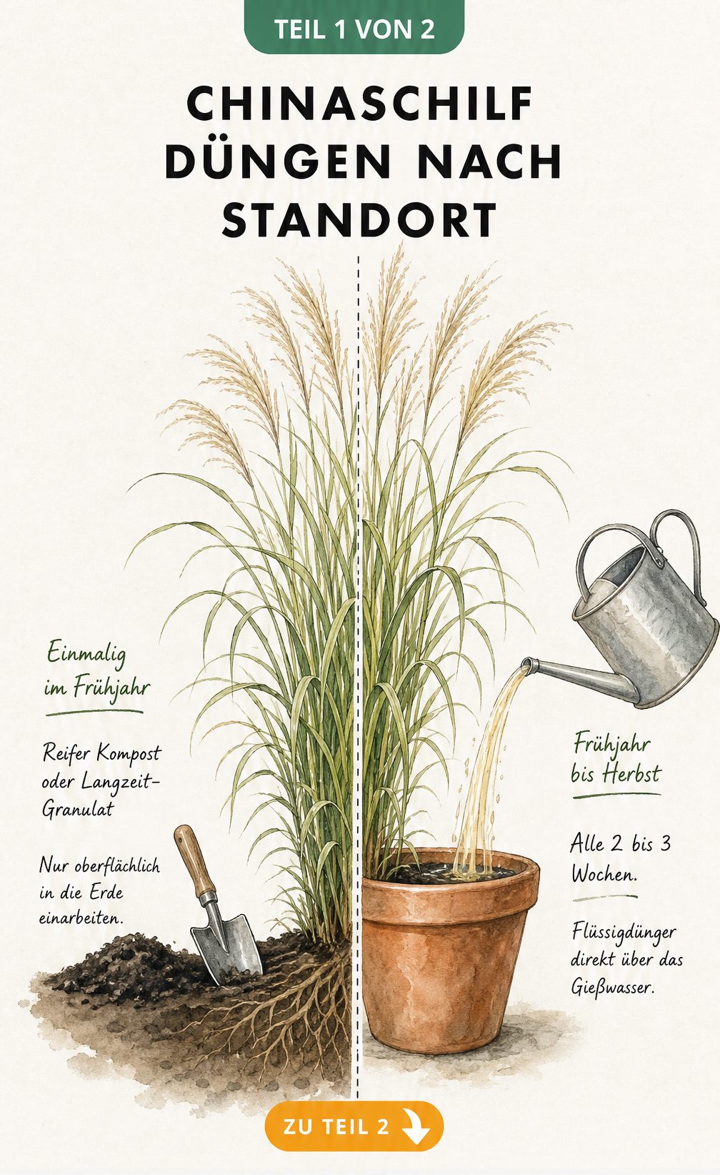 Botanische Illustration von Chinaschilf, das im Freiland mit Kompost und im Kübel mit Flüssigdünger gedüngt wird.