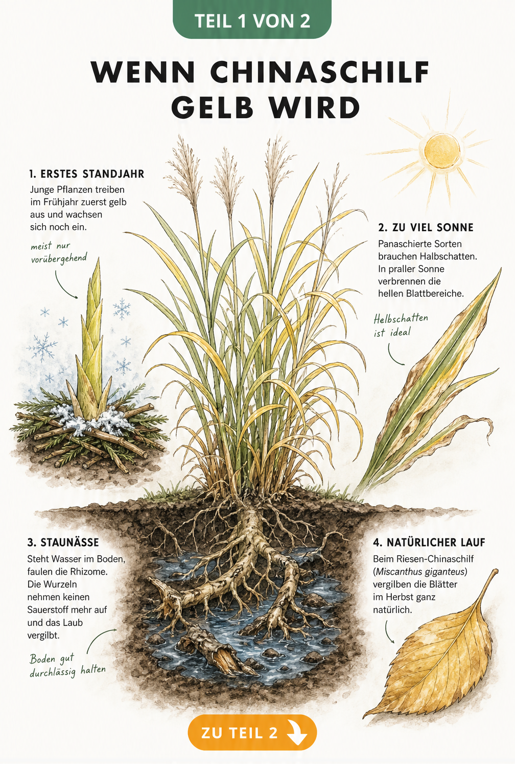 Botanische Illustration eines Chinaschilfs im Querschnitt mit Ursachen für gelbe Blätter wie Frost, Sonne und Staunässe
