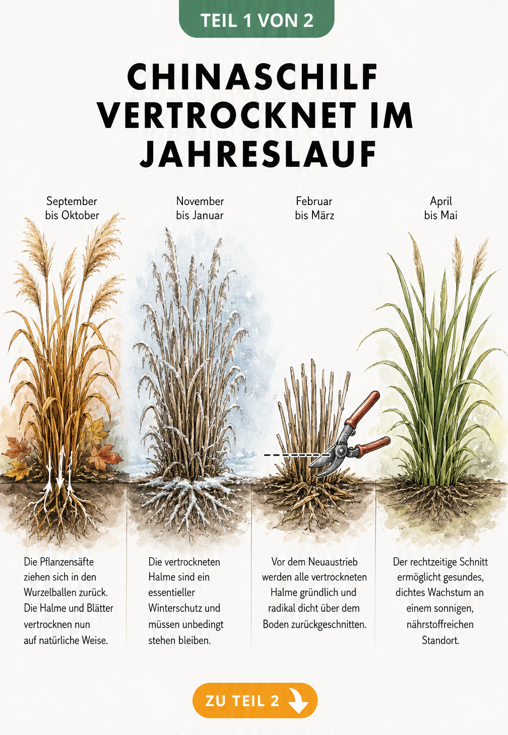 Illustration des Chinaschilfs im Jahreslauf: Vom herbstlichen Rückzug der Säfte über den Winterschutz bis zum Rückschnitt im Frühjahr.