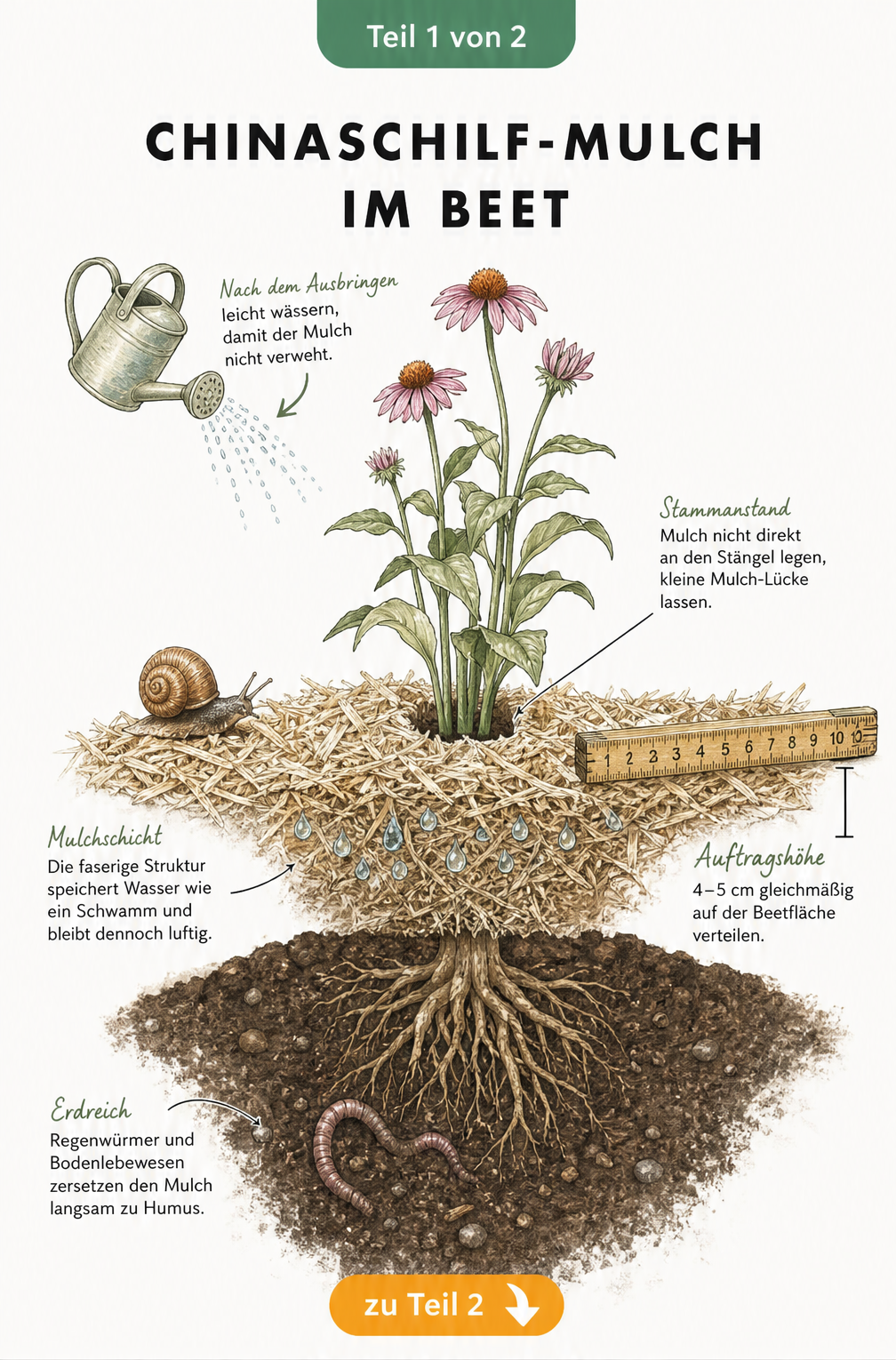 Querschnitt durch ein Gartenbeet mit Chinaschilf-Mulch, der 4 bis 5 Zentimeter hoch um eine Staude aufgetragen ist.