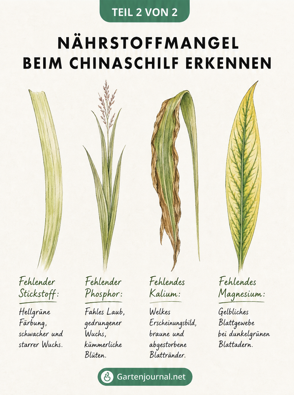Aquarell-Studie von vier Chinaschilf-Blättern, die Symptome für Stickstoff-, Phosphor-, Kalium- und Magnesiummangel zeigen.