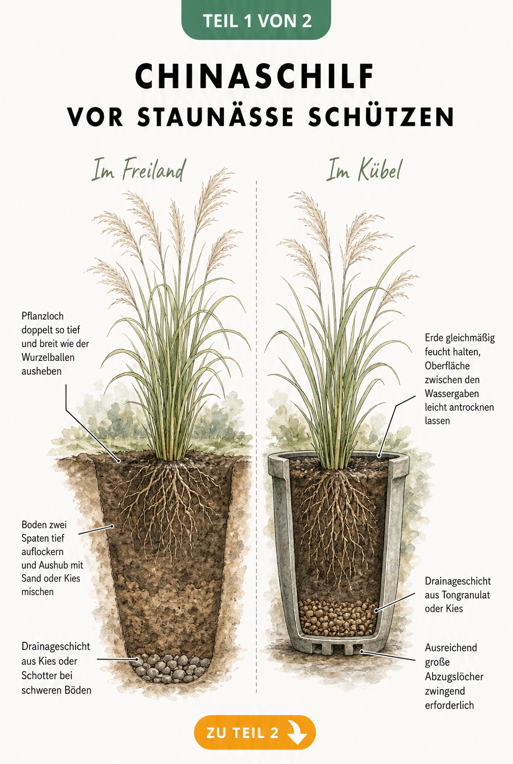 Querschnitt-Illustration von Chinaschilf im Freiland und im Kübel mit Hinweisen zur Drainage und Pflanzung