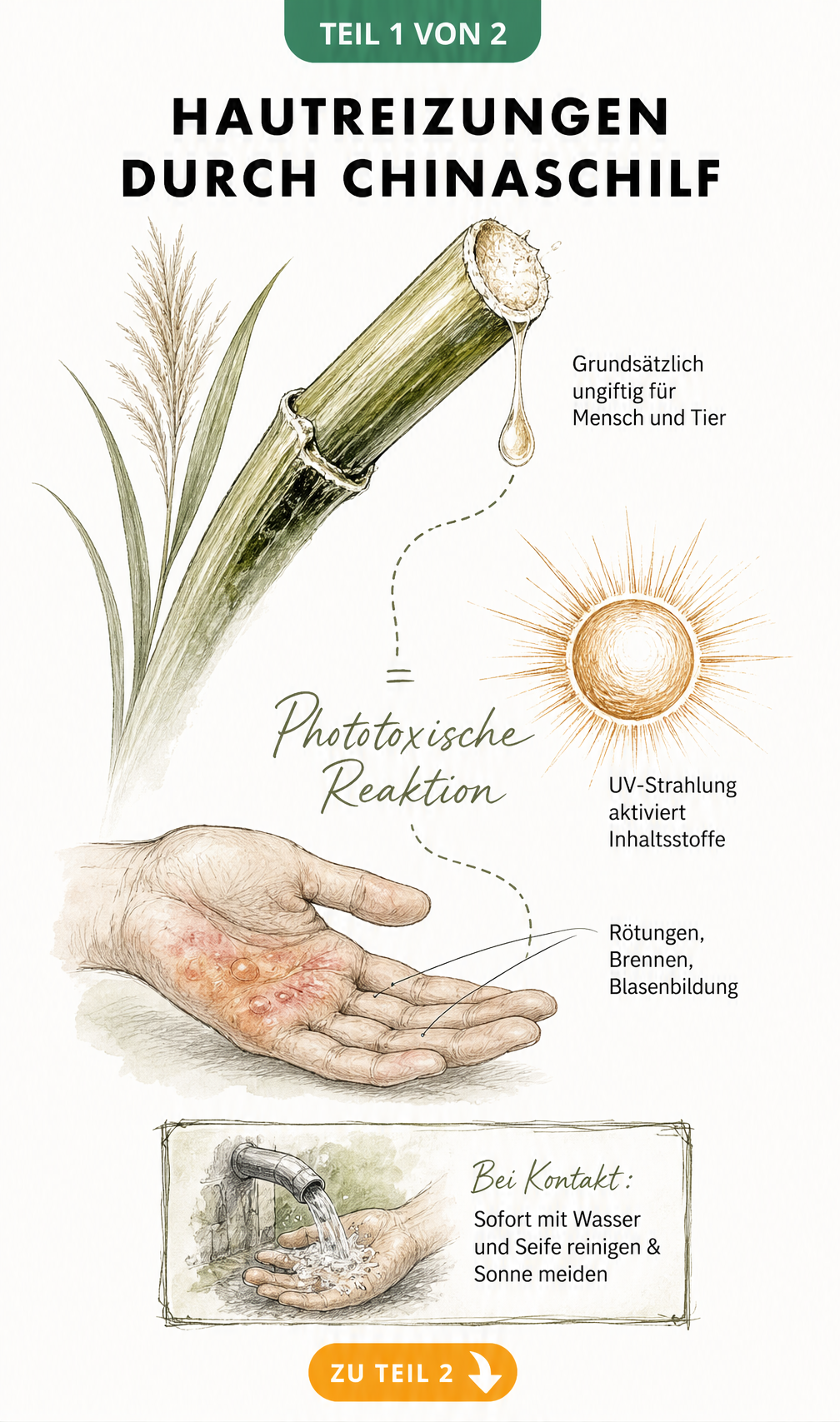 Botanische Illustration eines Chinaschilf-Halms mit austretendem Pflanzensaft, der in Verbindung mit UV-Strahlung zu Hautreizungen führt.