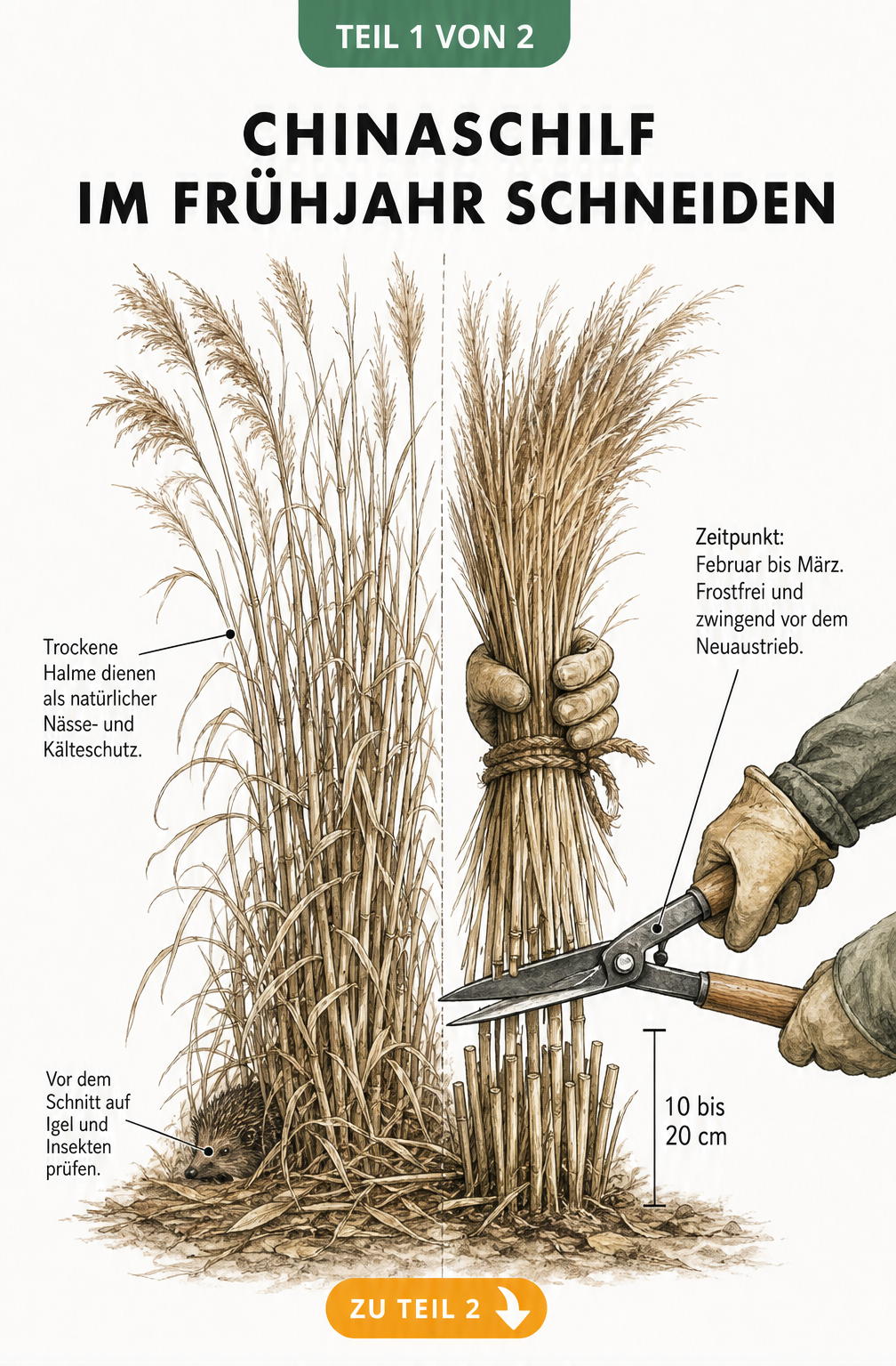 Illustration eines Chinaschilf-Horsts im Winter und beim Rückschnitt im Frühjahr auf 10 bis 20 cm Höhe