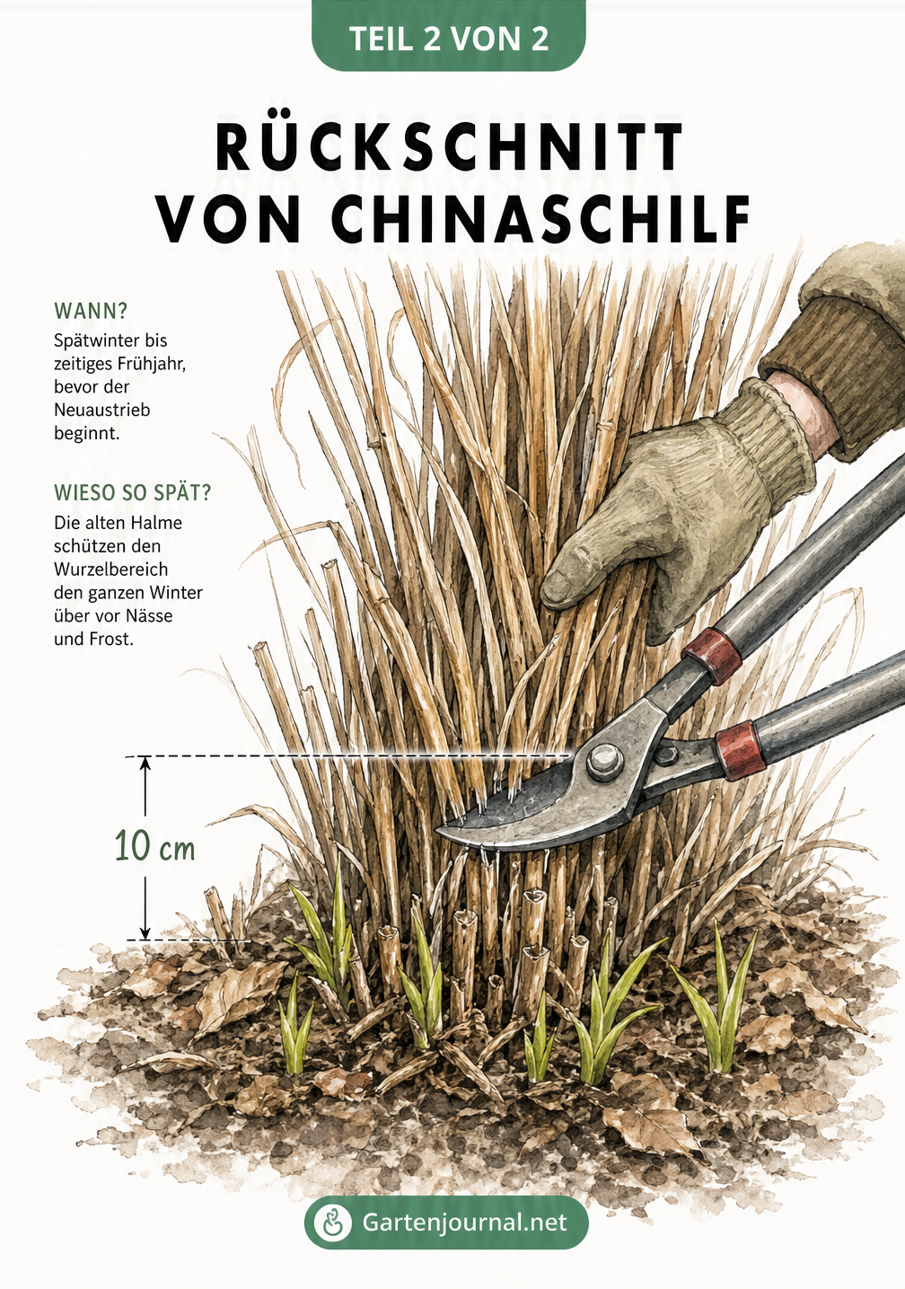 Nahaufnahme eines Chinaschilf-Rückschnitts im Spätwinter, bei dem alte Halme 10 cm über dem Boden abgeschnitten werden und neue Triebe sichtbar sind.