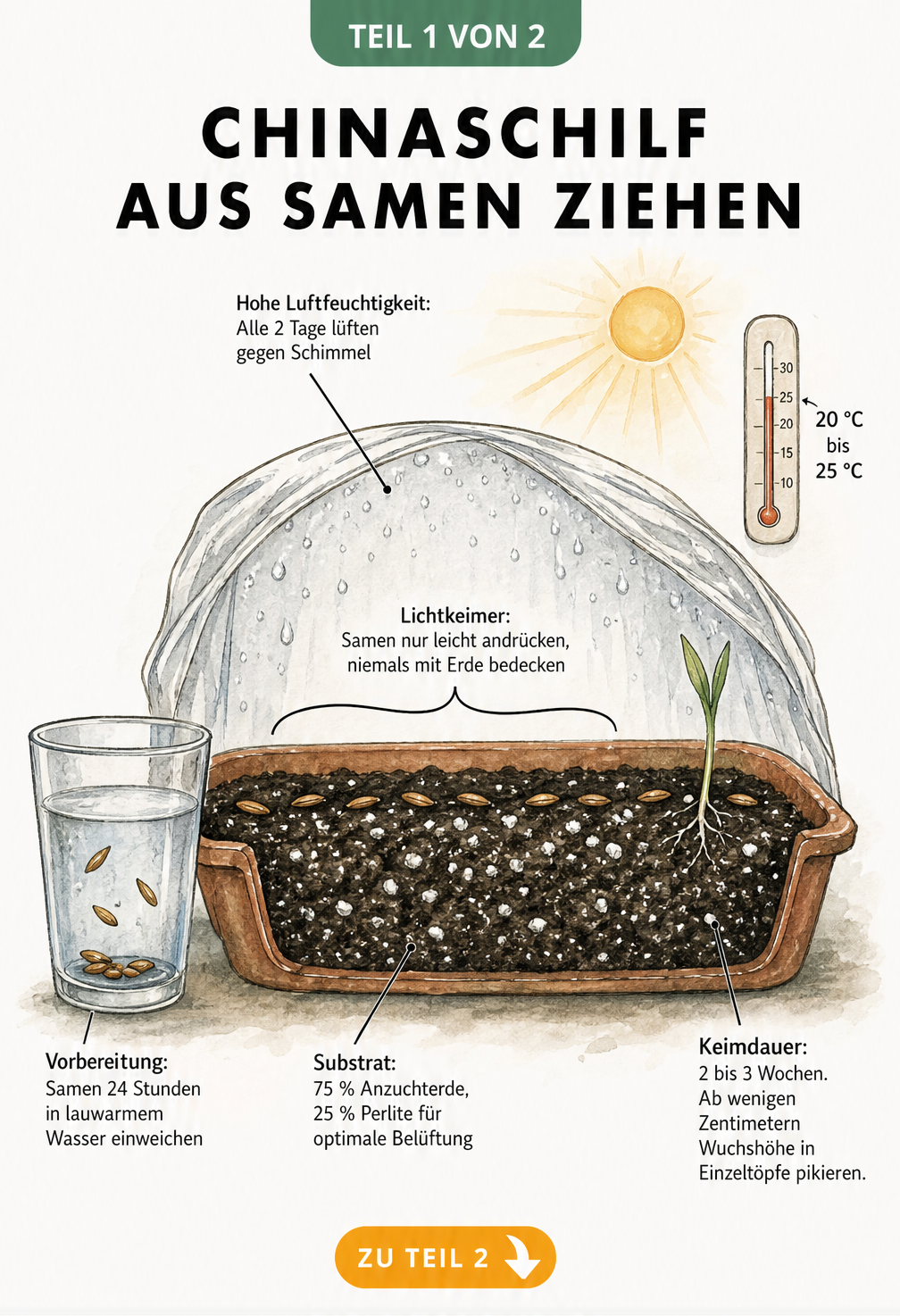 Querschnitt einer Anzuchtschale mit Chinaschilf-Samen, Substrat und Folienabdeckung