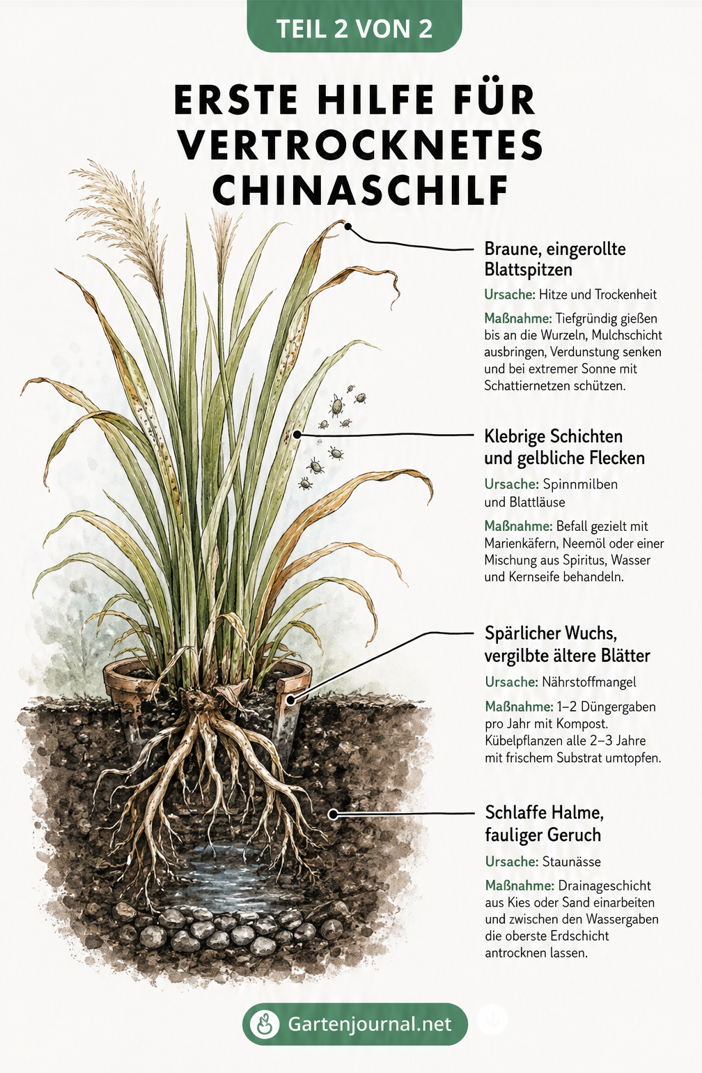 Querschnitt-Illustration eines Chinaschilfs mit Schadbildern wie faulenden Wurzeln durch Staunässe, Nährstoffmangel, Schädlingsbefall und Trockenheit.
