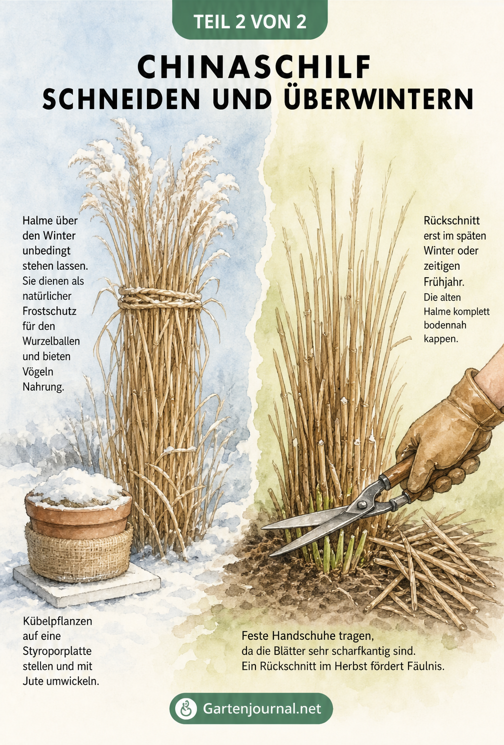 Aquarell-Illustration eines Chinaschilfs im Winter mit zusammengebundenen Halmen im Schnee und im Frühjahr beim bodennahen Rückschnitt mit einer Heckenschere.