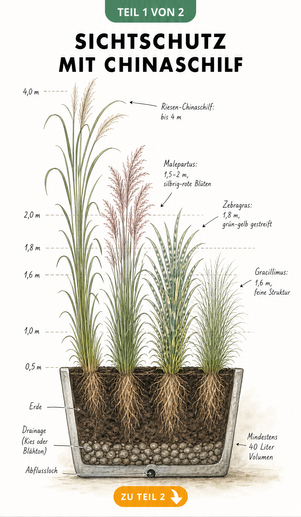 Illustration verschiedener Chinaschilf-Sorten im Kübel mit Wuchshöhen und Drainage-Aufbau