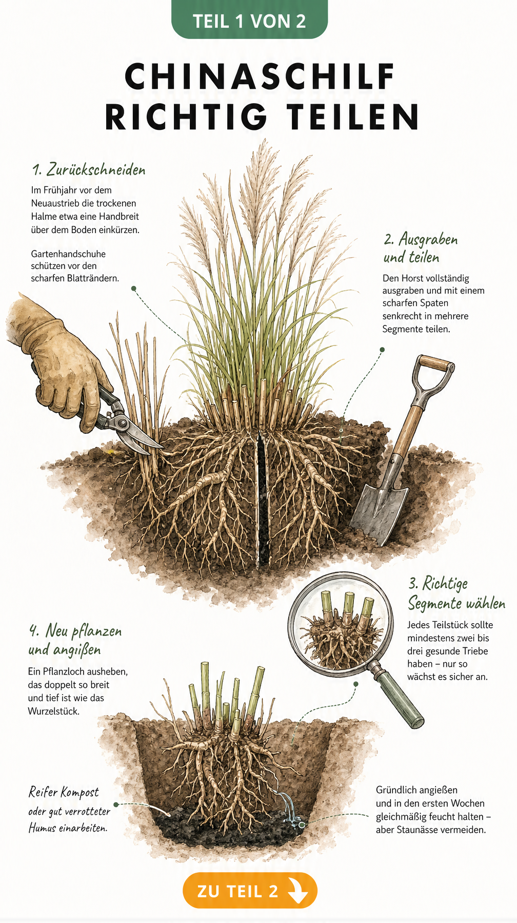 Illustration zur Teilung von Chinaschilf: Halme einkürzen, Wurzelballen mit Spaten teilen und in Komposterde pflanzen