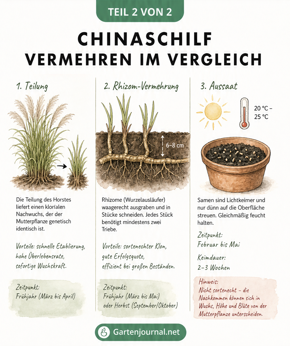 Vergleich der Vermehrungsmethoden für Chinaschilf: Teilung, Rhizome und Samen-Aussaat