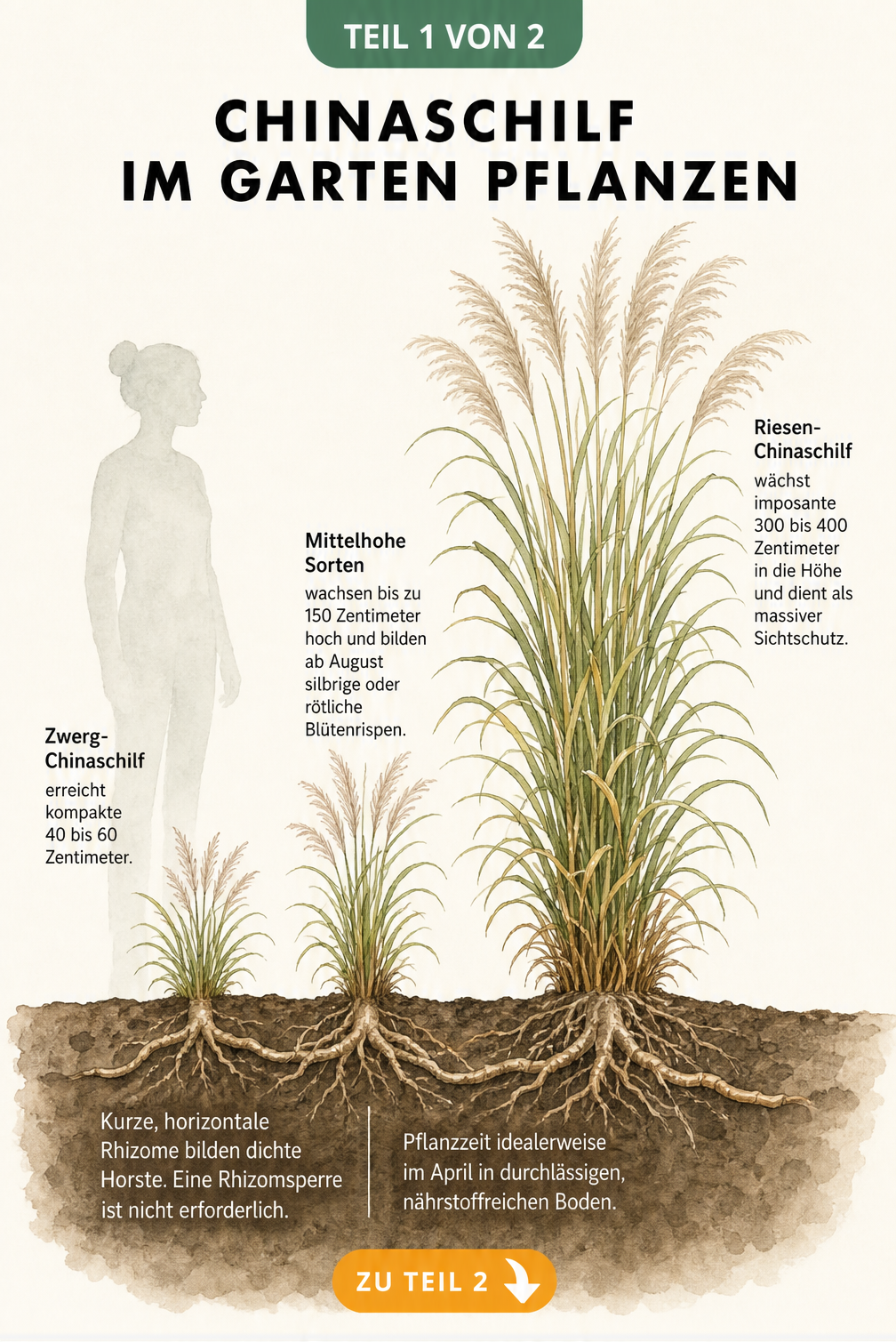 Botanische Schnittzeichnung von Chinaschilf, die das Wurzelwerk mit kurzen Rhizomen und drei unterschiedlich große Pflanzen im Vergleich zu einer menschlichen...