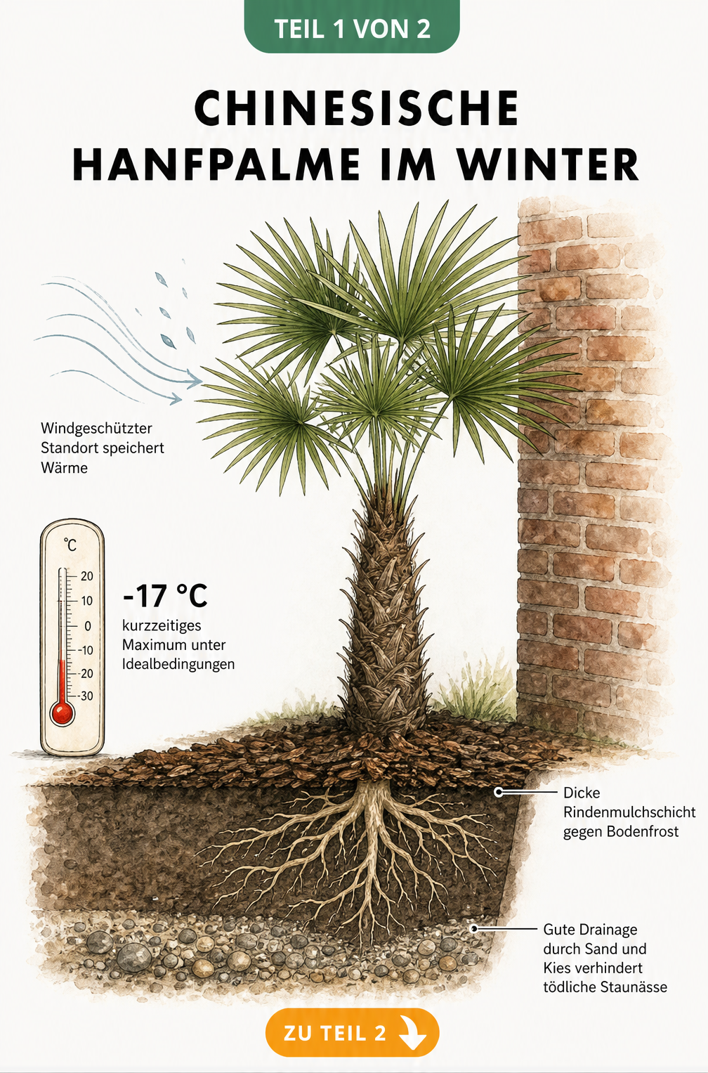 Querschnitt eines Gartens mit einer Chinesischen Hanfpalme an einer Hauswand, Thermometer zeigt -17 Grad, Boden mit Rindenmulch und Drainage aus Sand und Kies