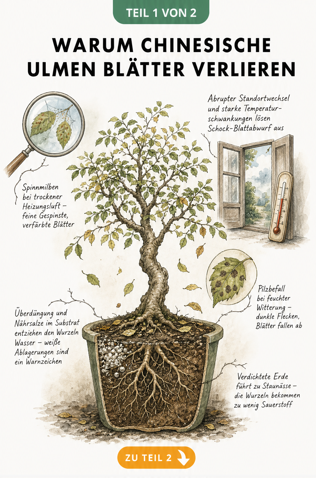 Botanische Illustration einer Chinesischen Ulme im Querschnitt, die Stressfaktoren wie Spinnmilben, Temperaturschwankungen, Überdüngung und Staunässe zeigt.