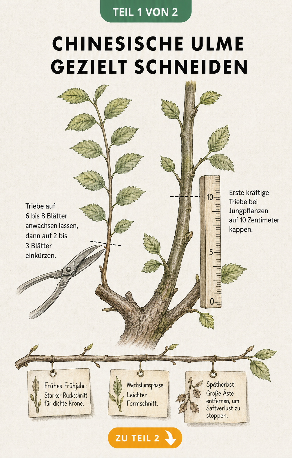 Botanische Illustration eines Zweiges der Chinesischen Ulme, die den Rückschnitt auf 2 bis 3 Blätter und das Kappen von Jungpflanzen-Trieben zeigt.