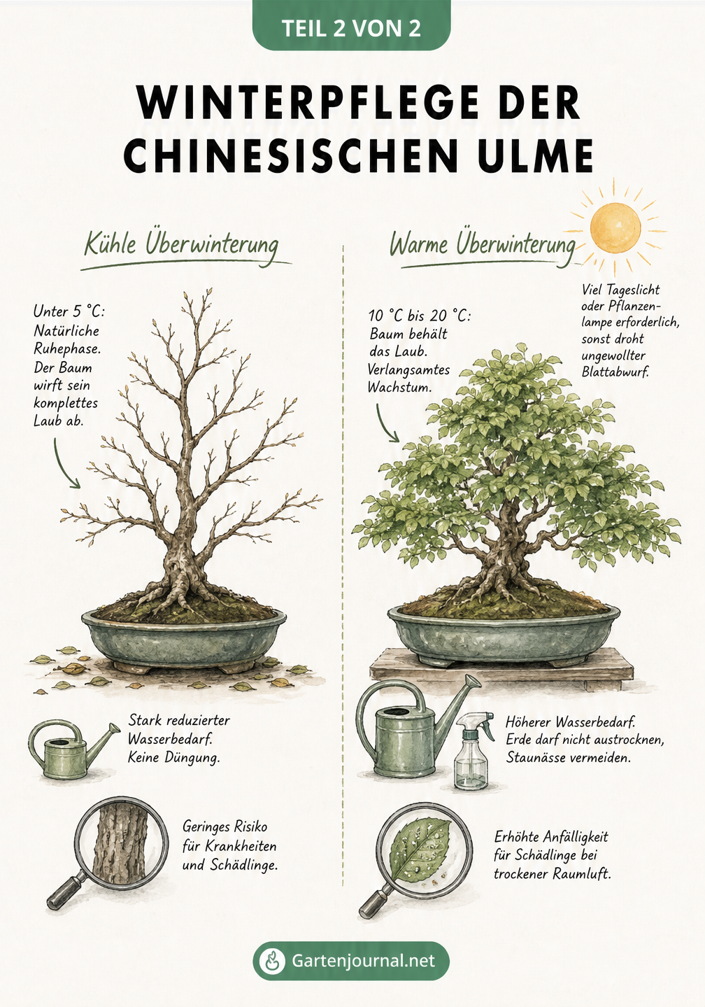 Gegenüberstellung zweier Chinesischer Ulmen: links kahl bei kühler Überwinterung, rechts mit grünem Laub bei warmer Überwinterung.