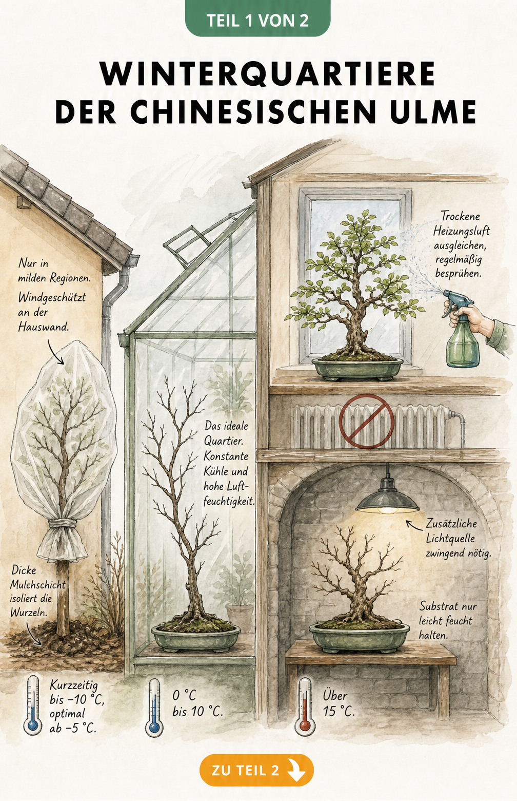 Querschnitt durch Haus und Garten mit Chinesischen Ulmen in verschiedenen Winterquartieren wie Freiland, Kalthaus, Keller und Wohnung.
