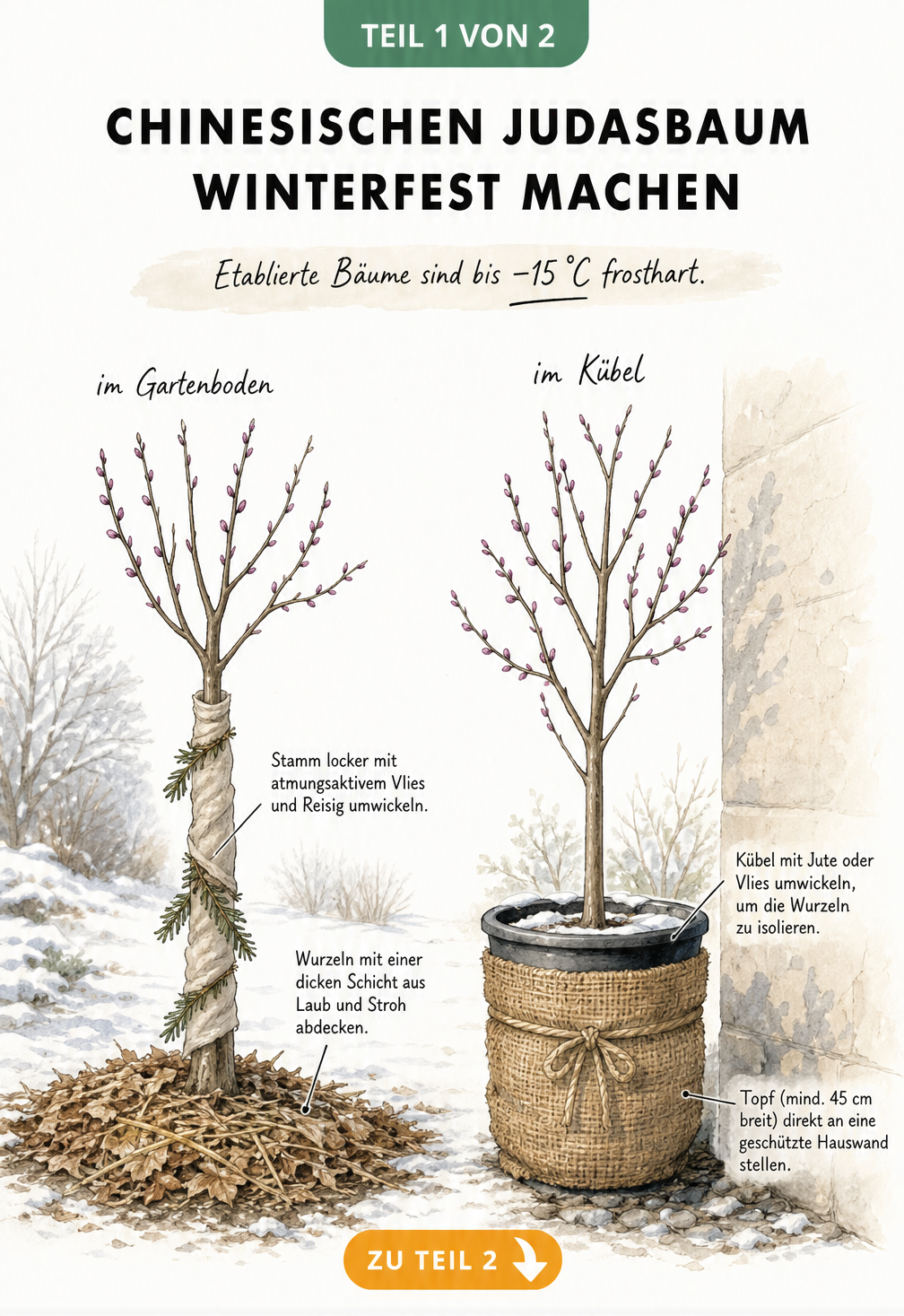 Illustration eines Chinesischen Judasbaums im Garten und im Kübel mit Winterschutz-Maßnahmen
