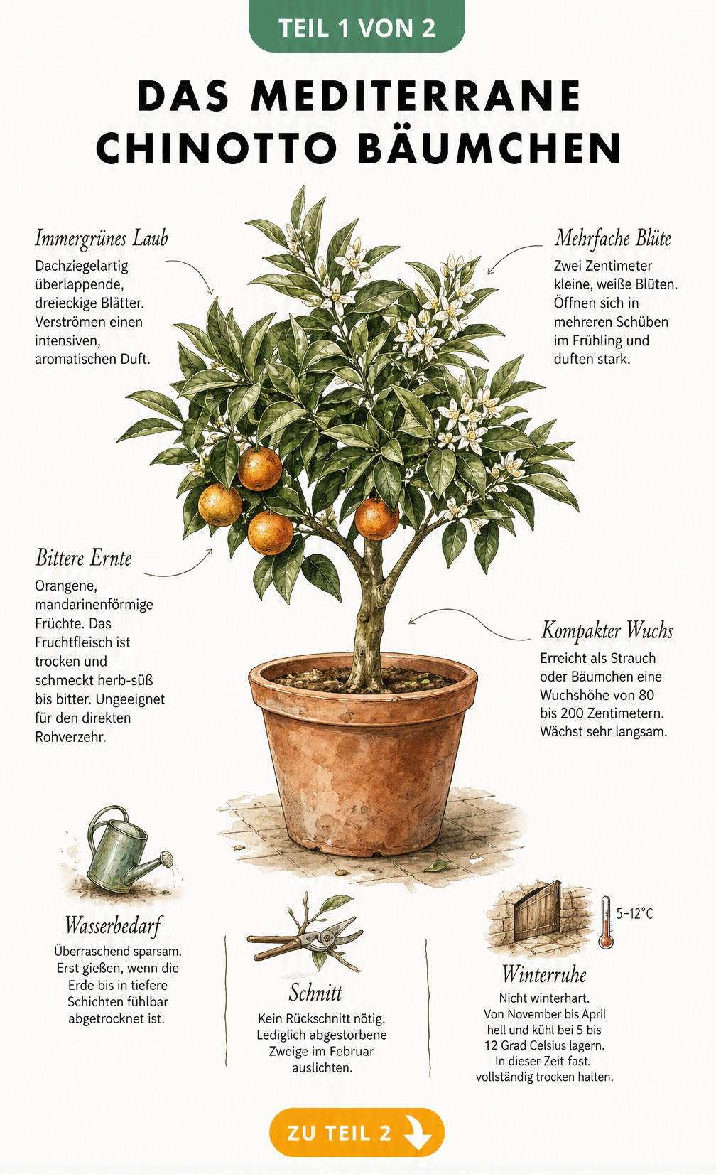 Botanische Illustration eines Chinotto-Bäumchens im Terrakotta-Kübel mit Details zu Blättern, Blüten, Früchten und Pflege