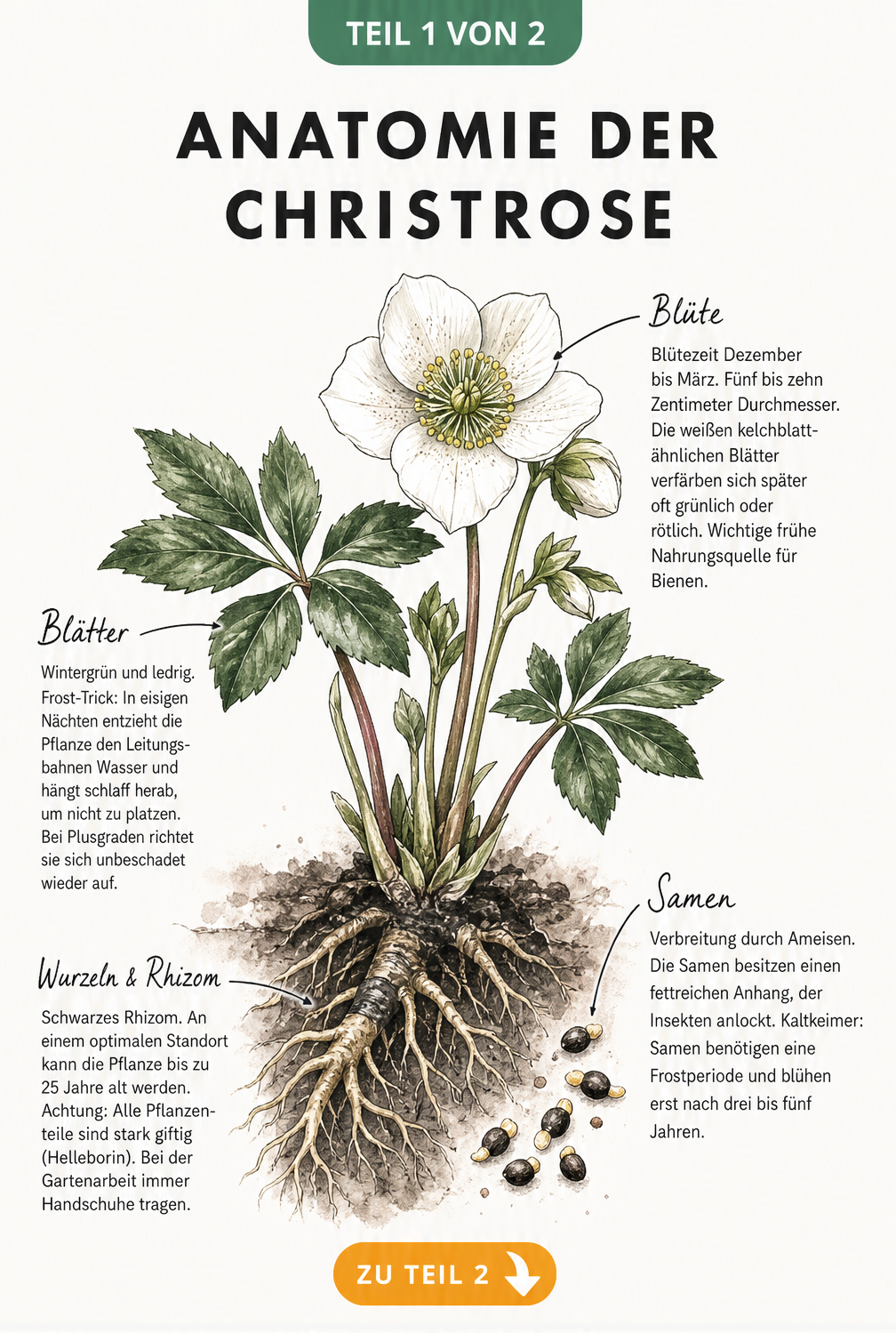 Botanische Illustration der Christrose mit Details zu Blüte, Blättern, Samen und Wurzeln